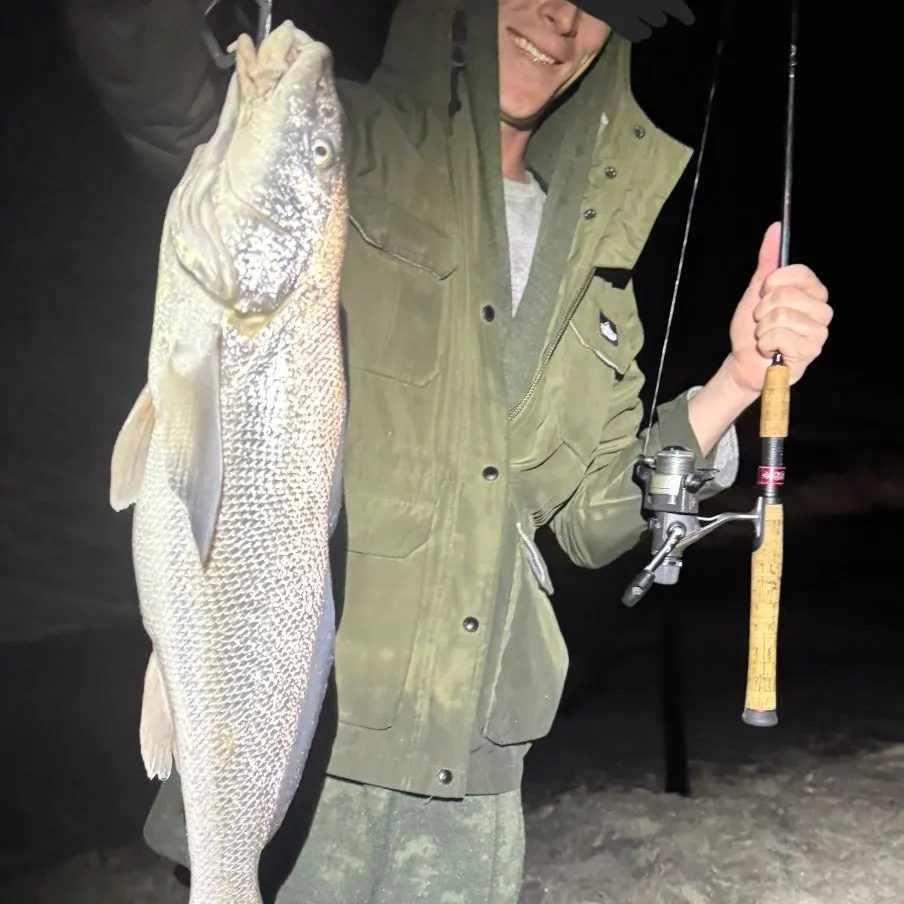 The most recent California corbina catches on Fishbrain