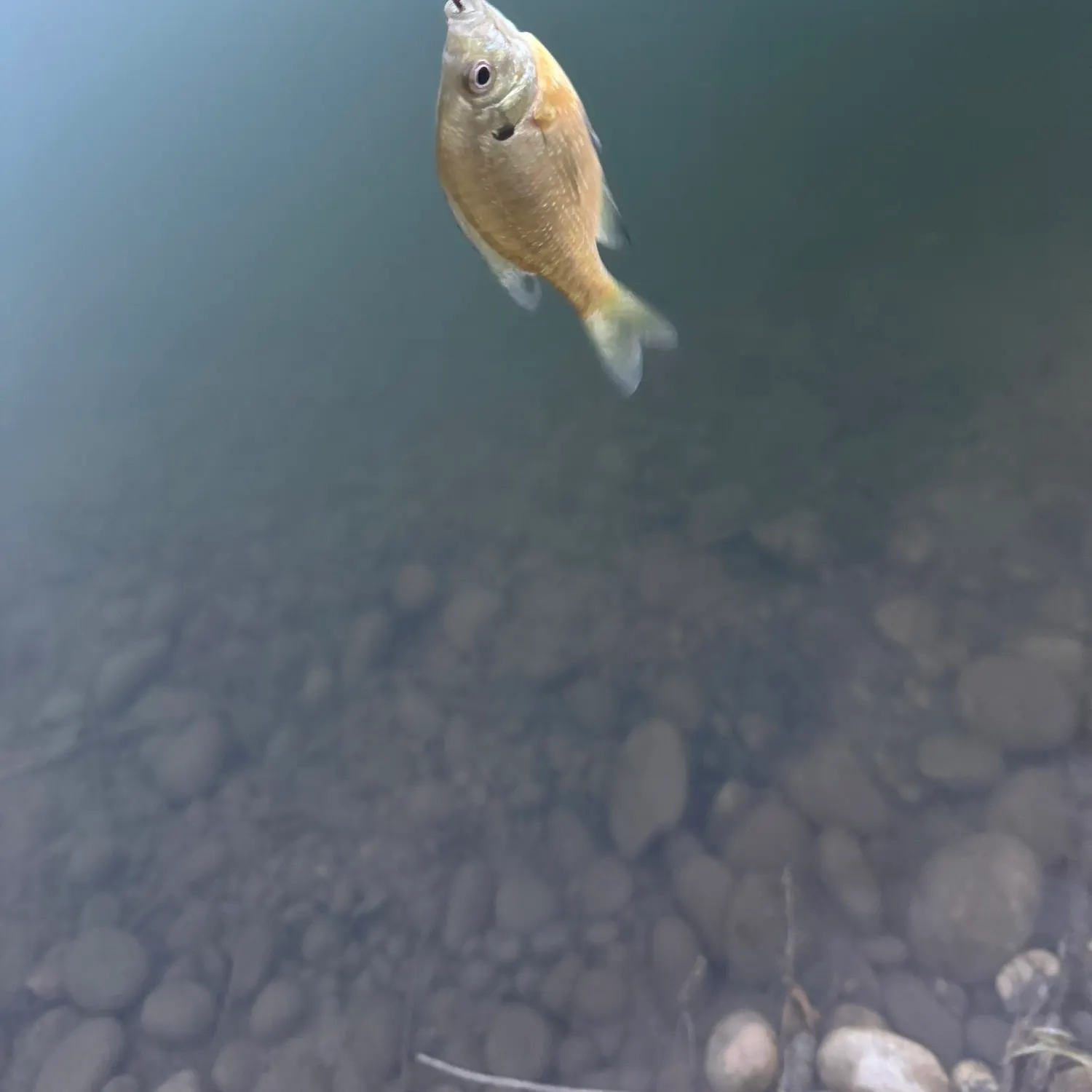Bluegill caught on Fishbrain