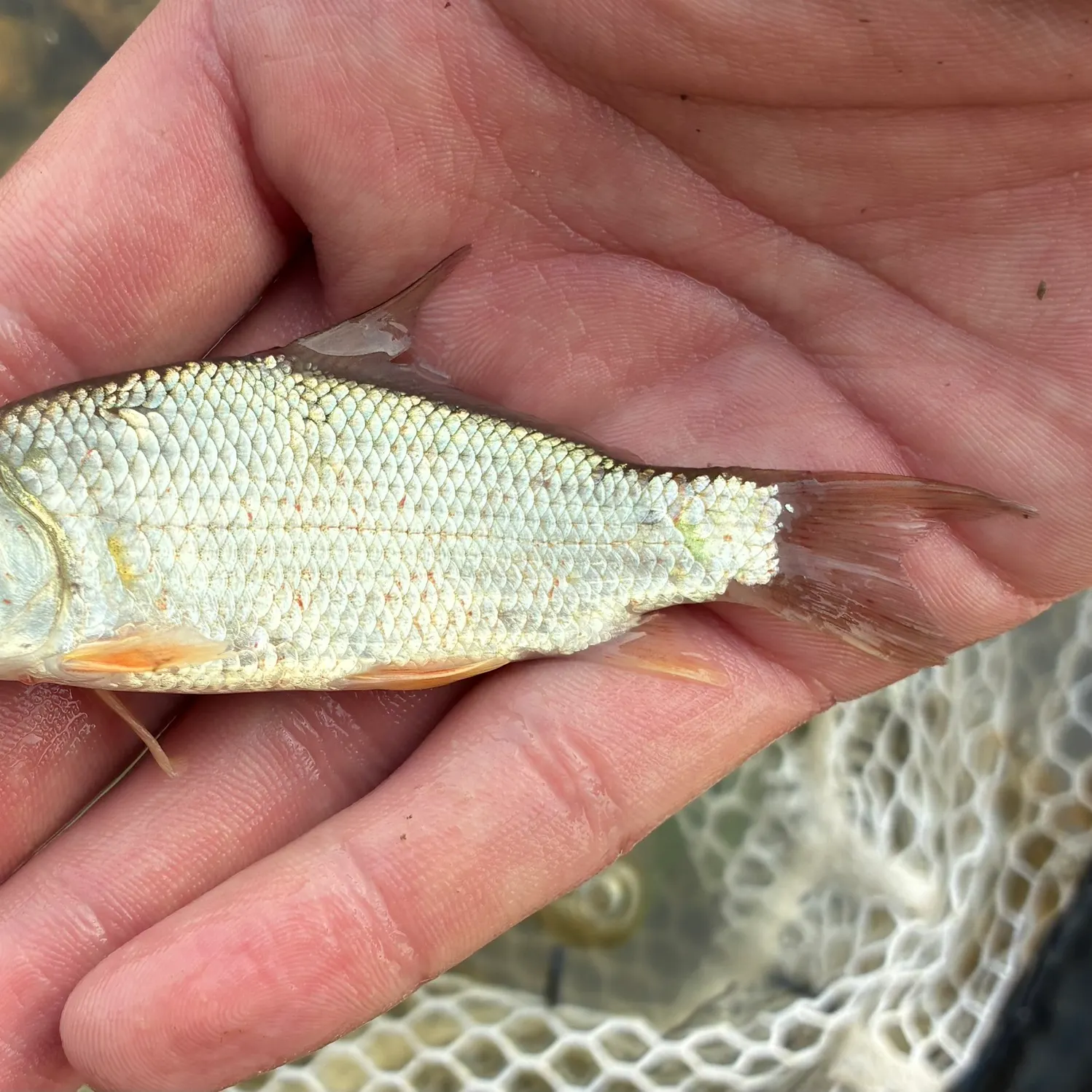 The most recent Quillback catches on Fishbrain