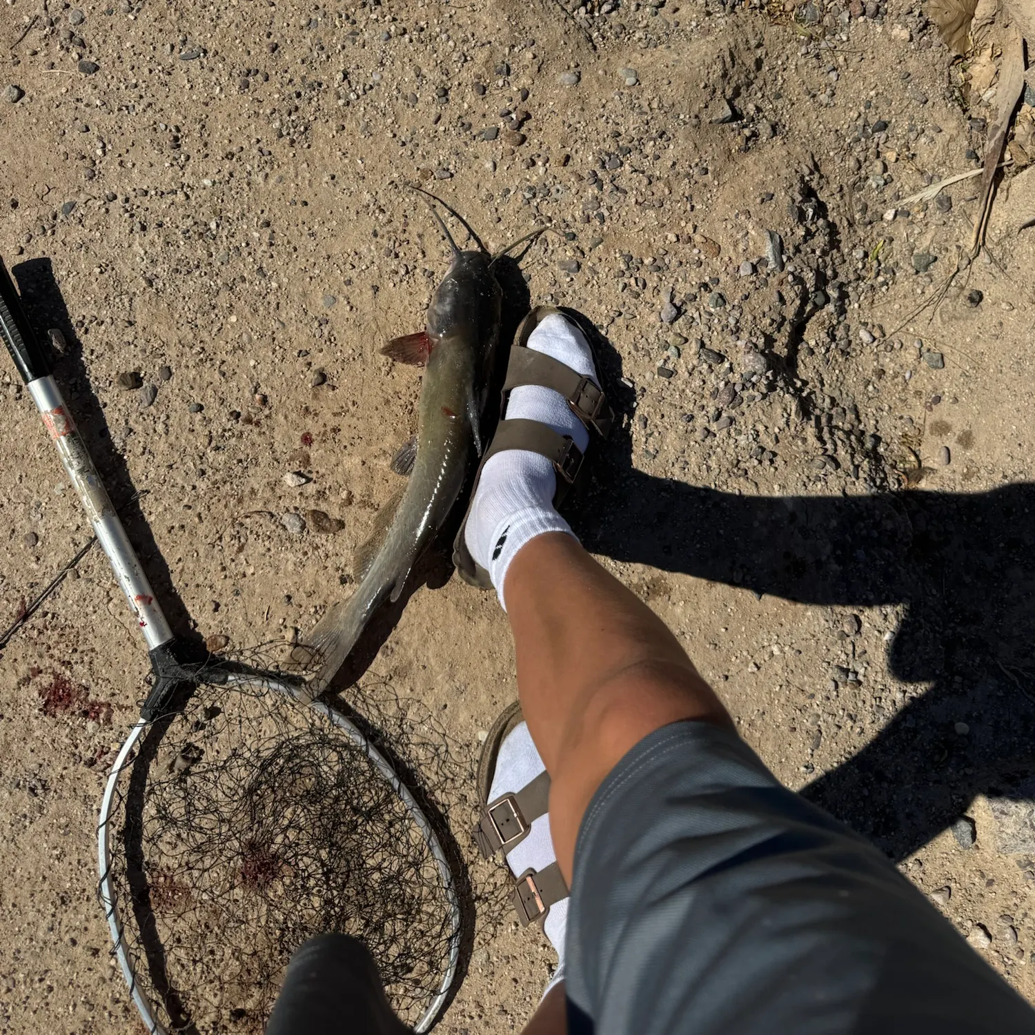 Channel catfish caught on Fishbrain
