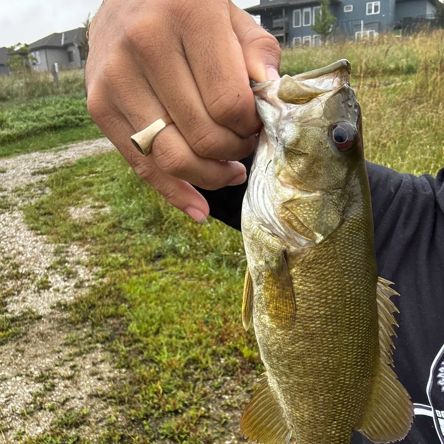 Smallmouth bass caught on Fishbrain