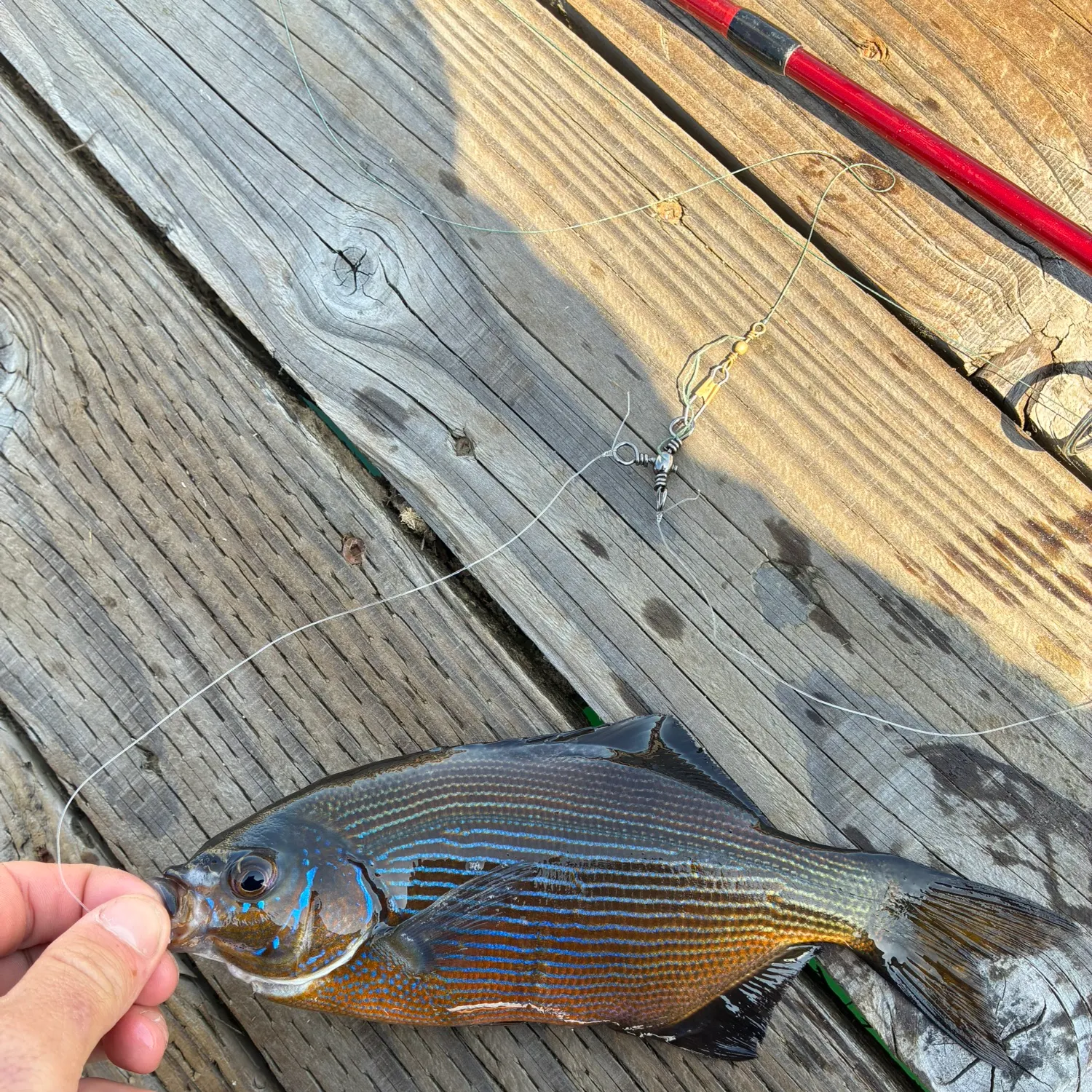 The most recent Striped seaperch catches on Fishbrain