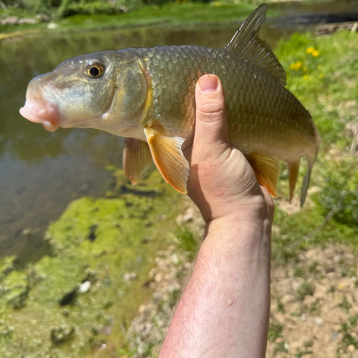 Silver redhorse caught on Fishbrain
