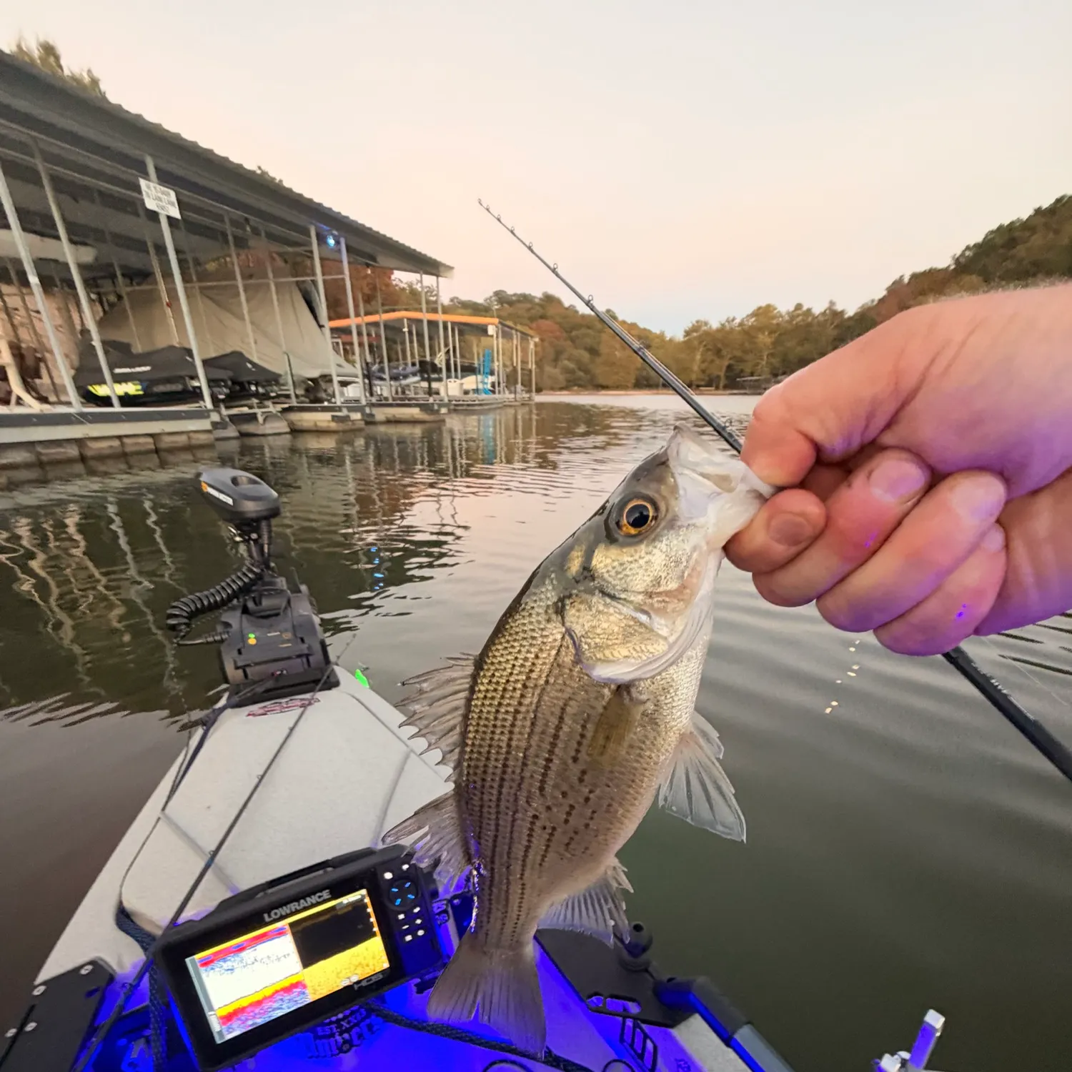 White bass caught on Fishbrain
