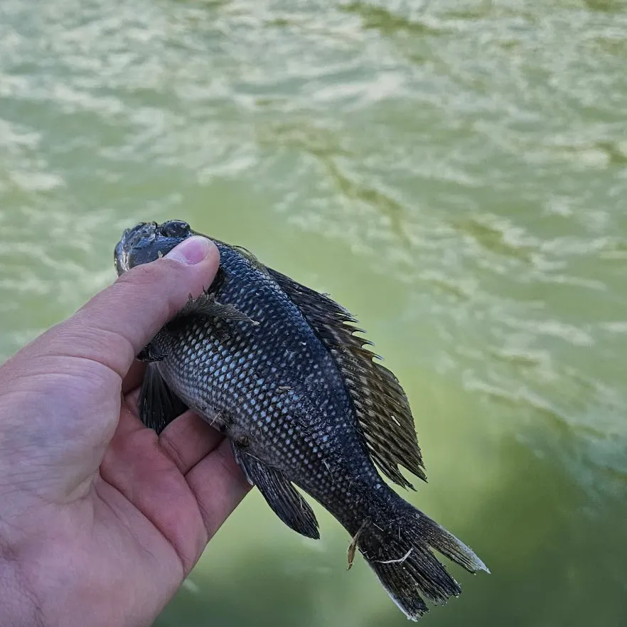 Black sea bass caught on Fishbrain