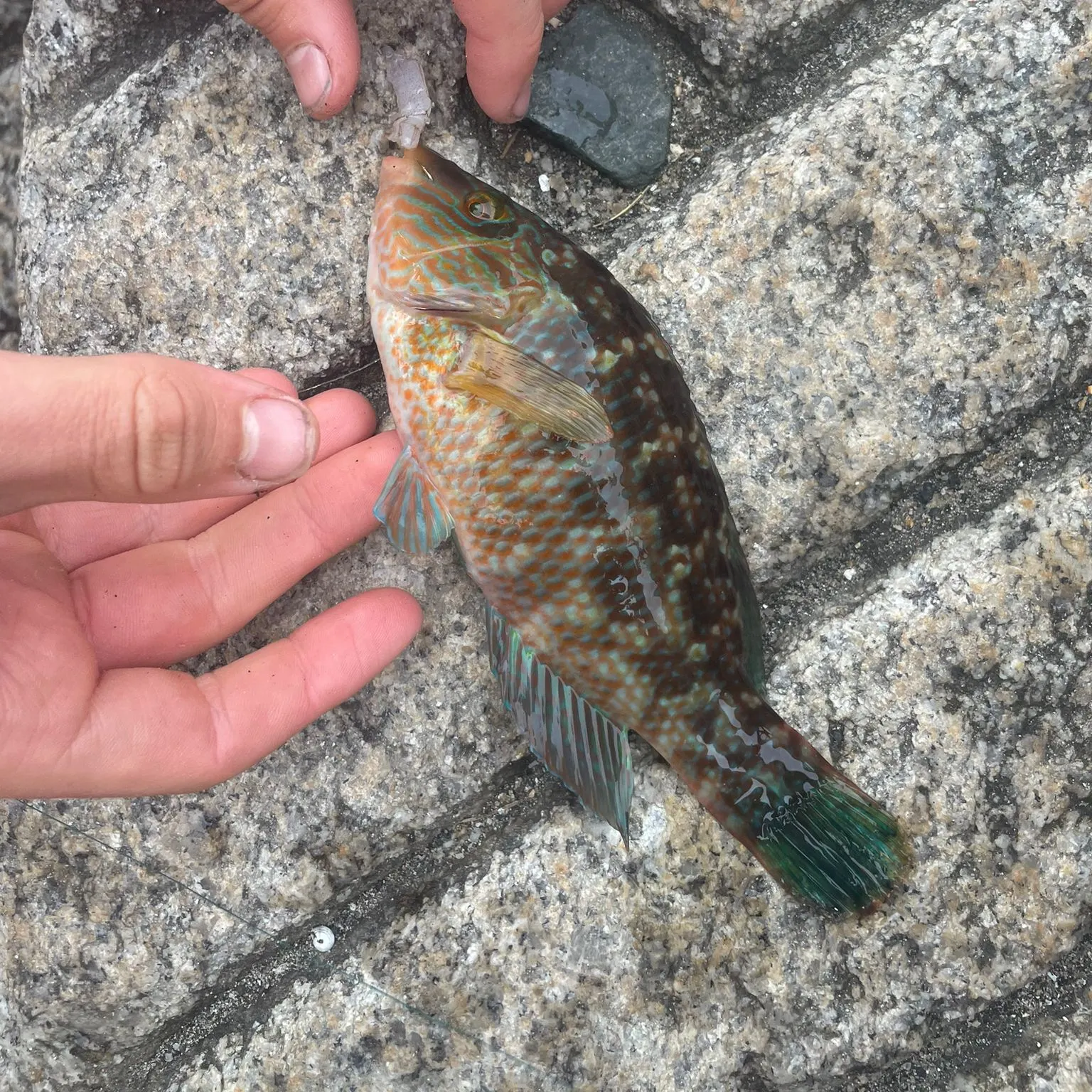 Corkwing wrasse caught on Fishbrain