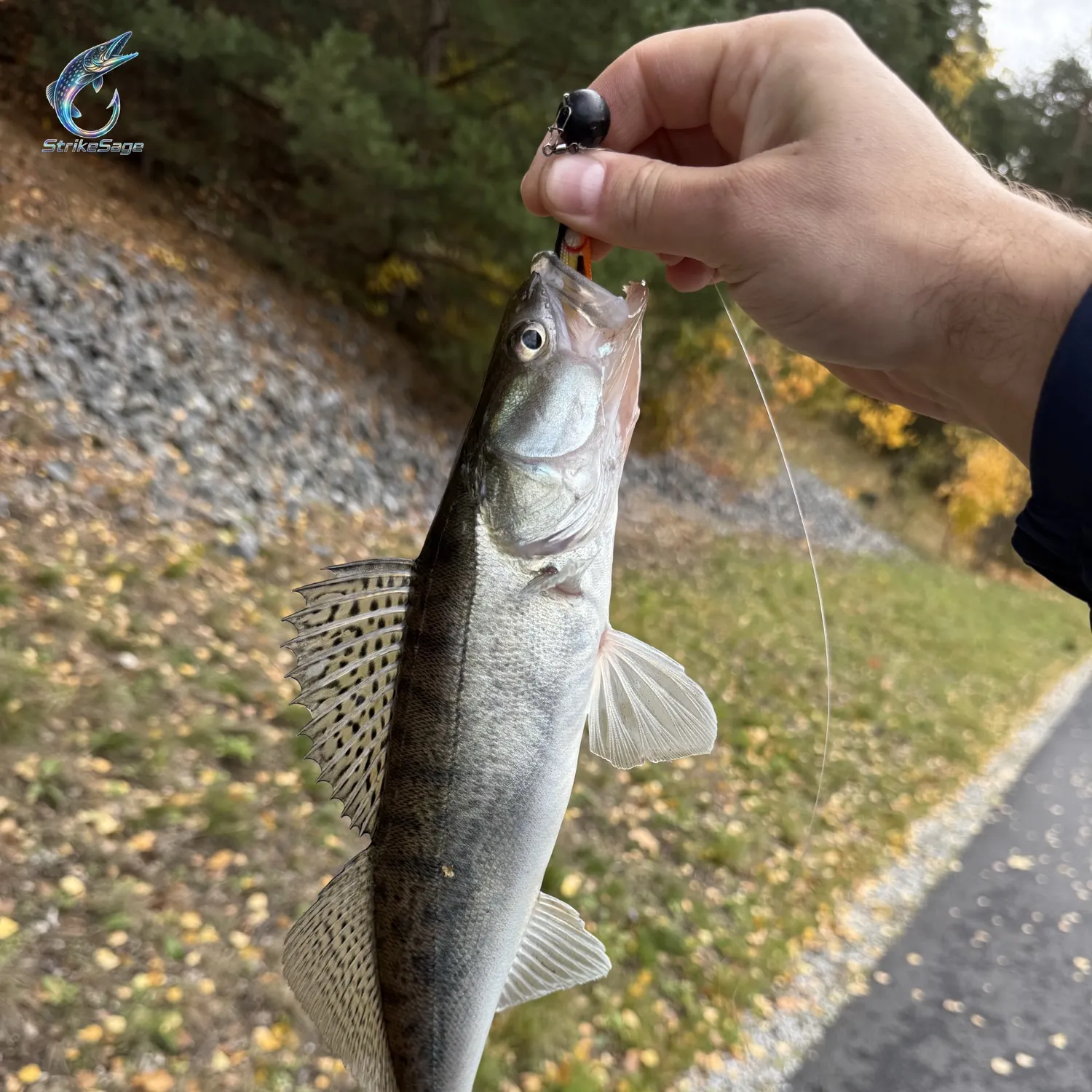 Zander caught on Fishbrain