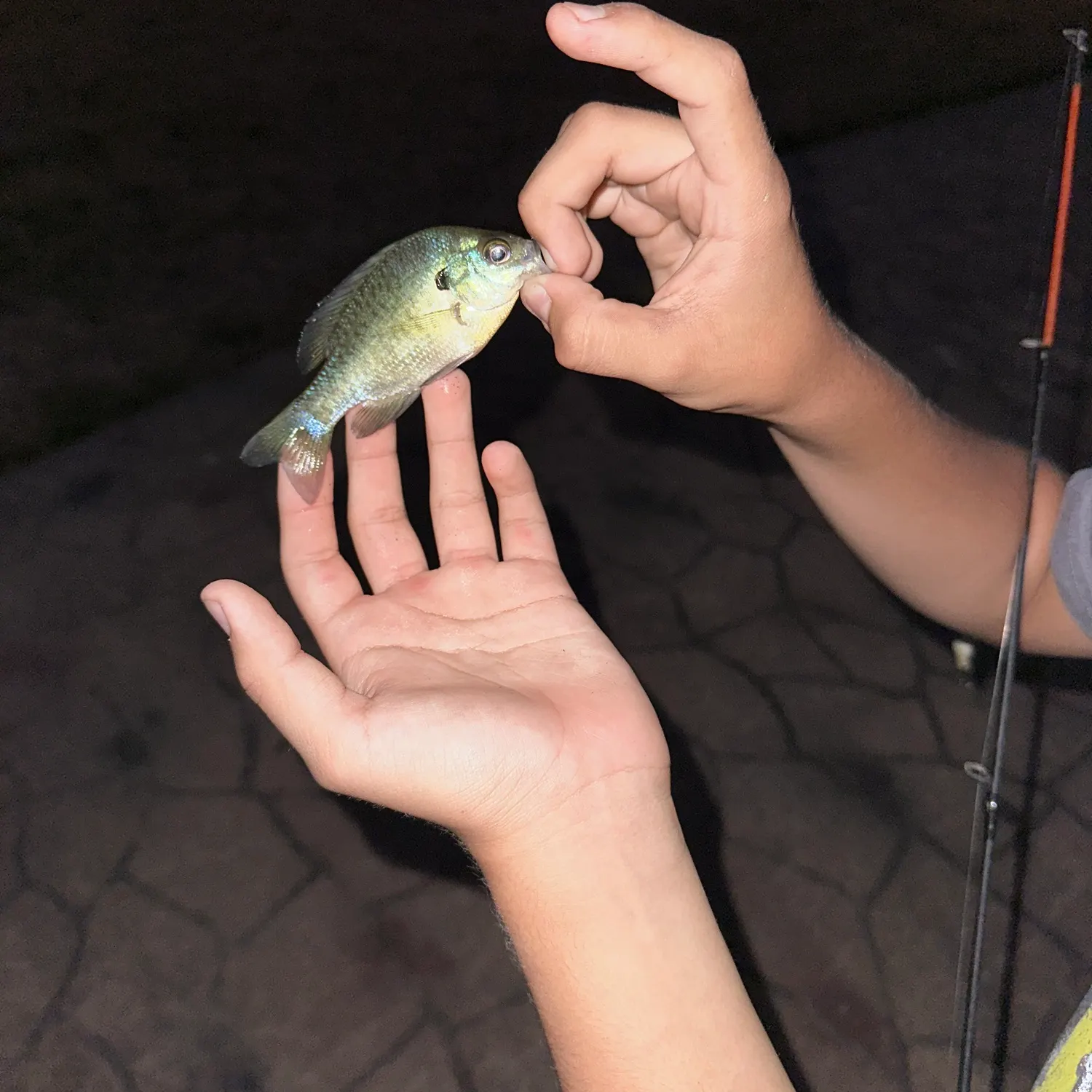 Bluegill caught on Fishbrain