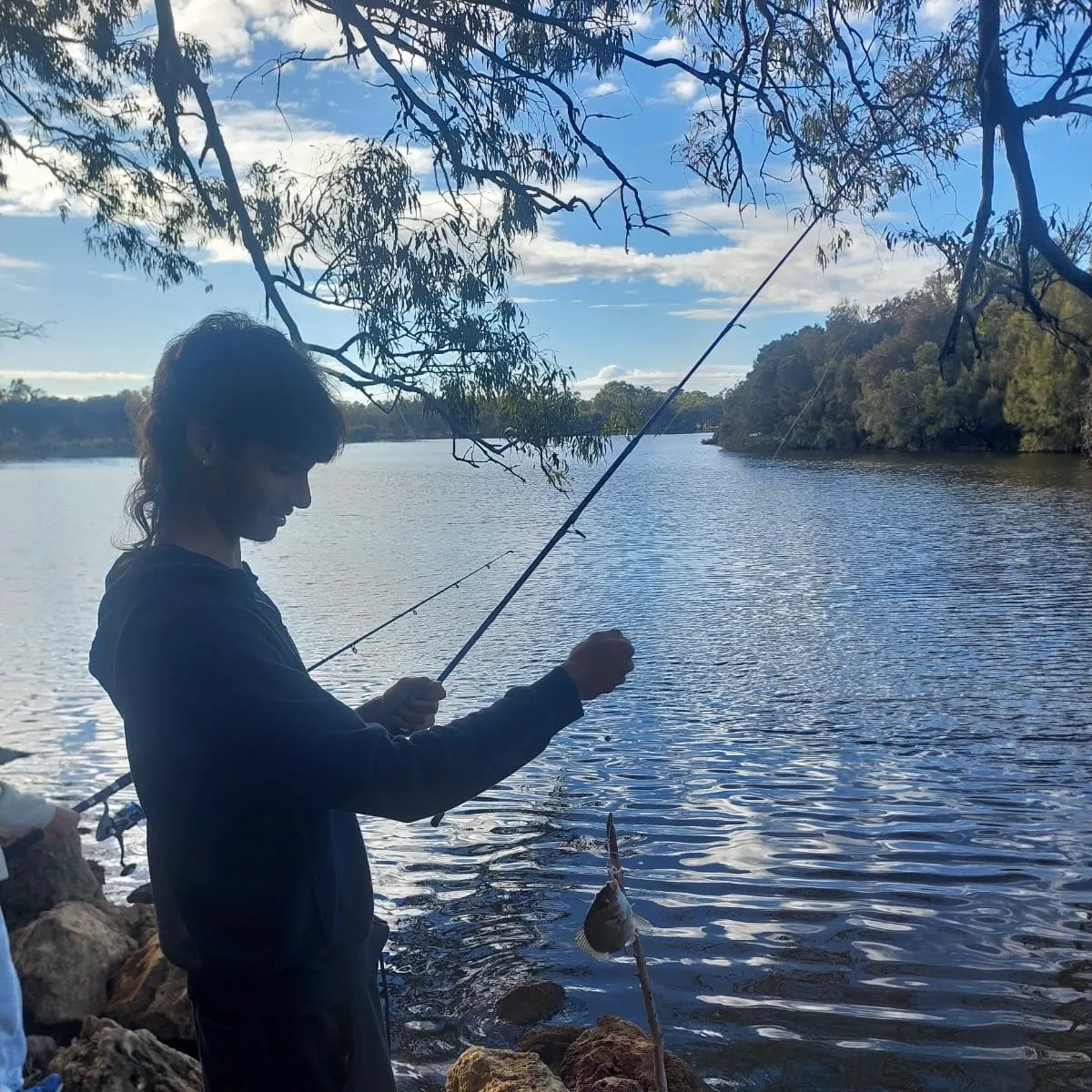 The most recent Southern black bream catches on Fishbrain