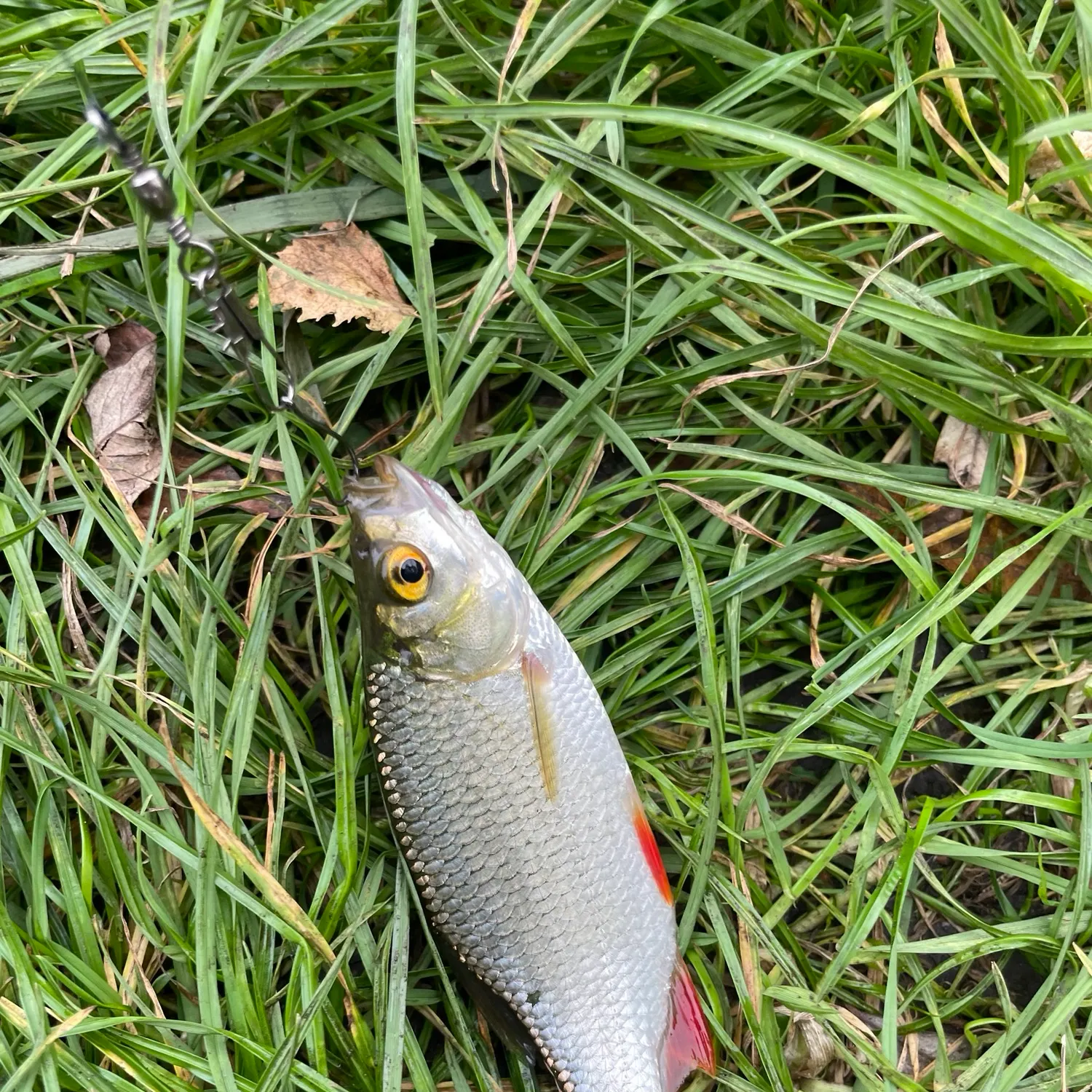 Common rudd caught on Fishbrain