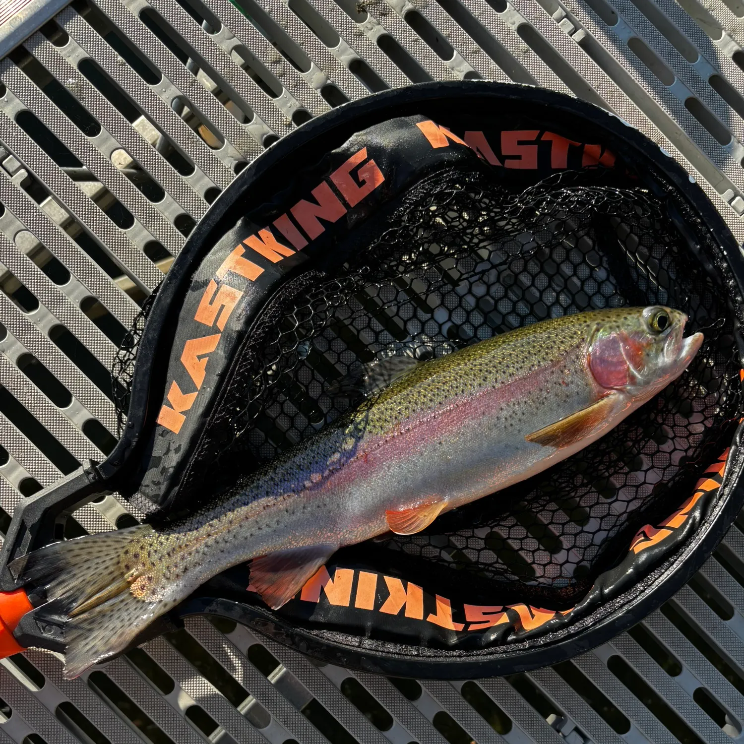Rainbow trout caught on Fishbrain