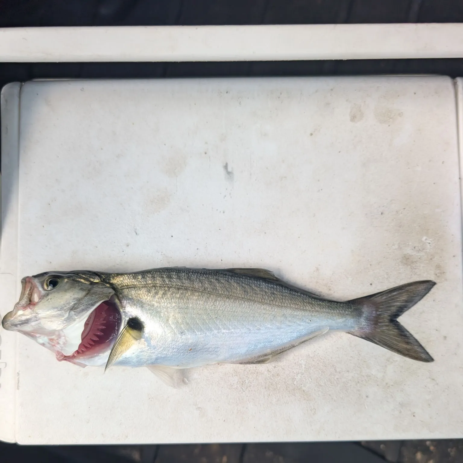 Bluefish caught on Fishbrain