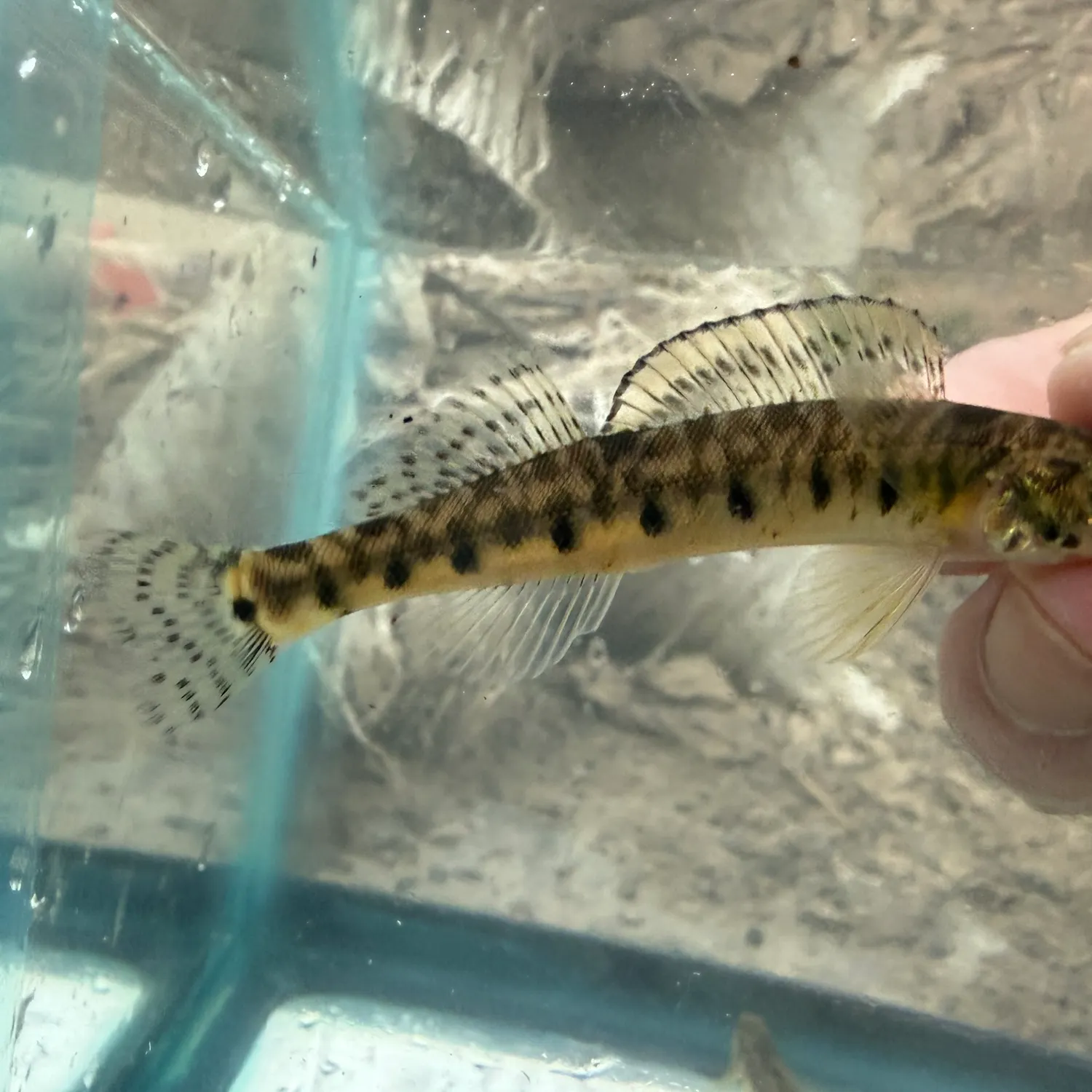 The most recent Roanoke logperch catches on Fishbrain