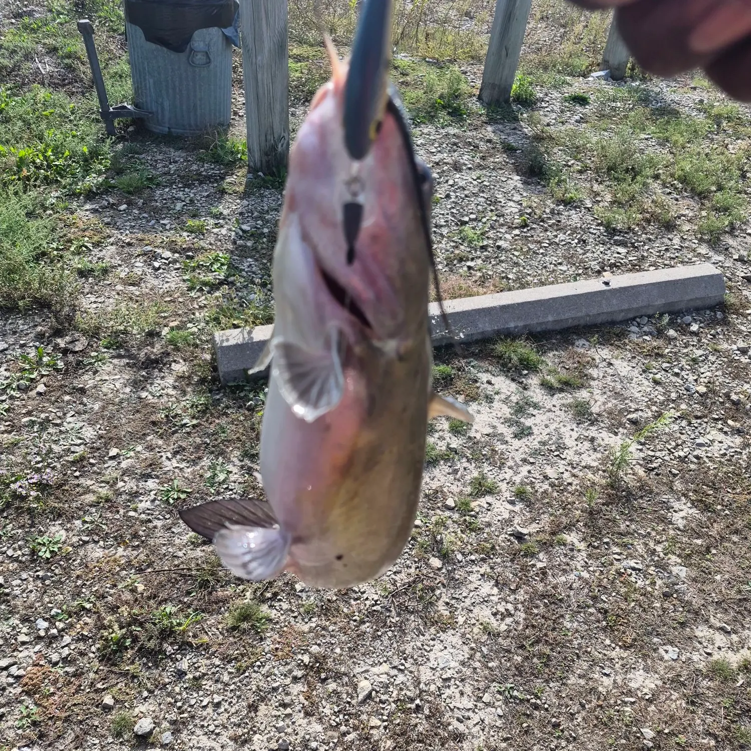 Channel catfish caught on Fishbrain