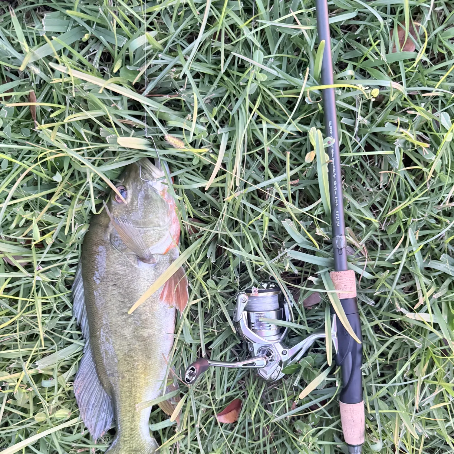 Butterfly peacock bass caught on Fishbrain