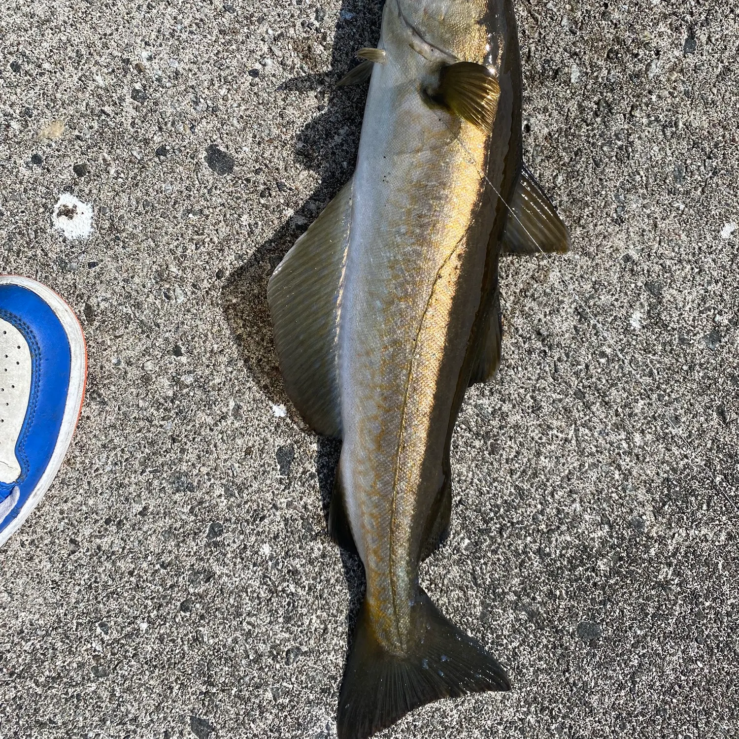 The most recent Pollack catches on Fishbrain