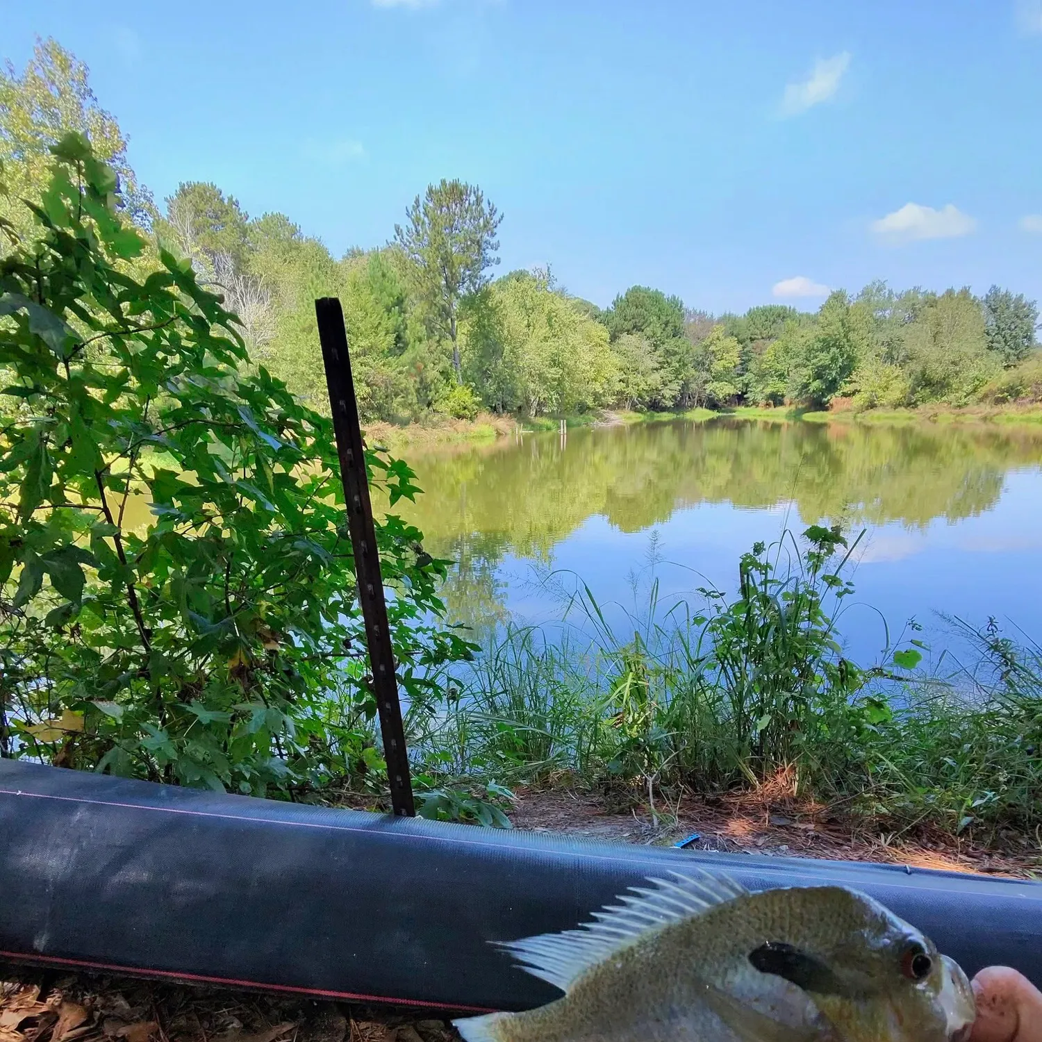 Redbreast sunfish caught on Fishbrain