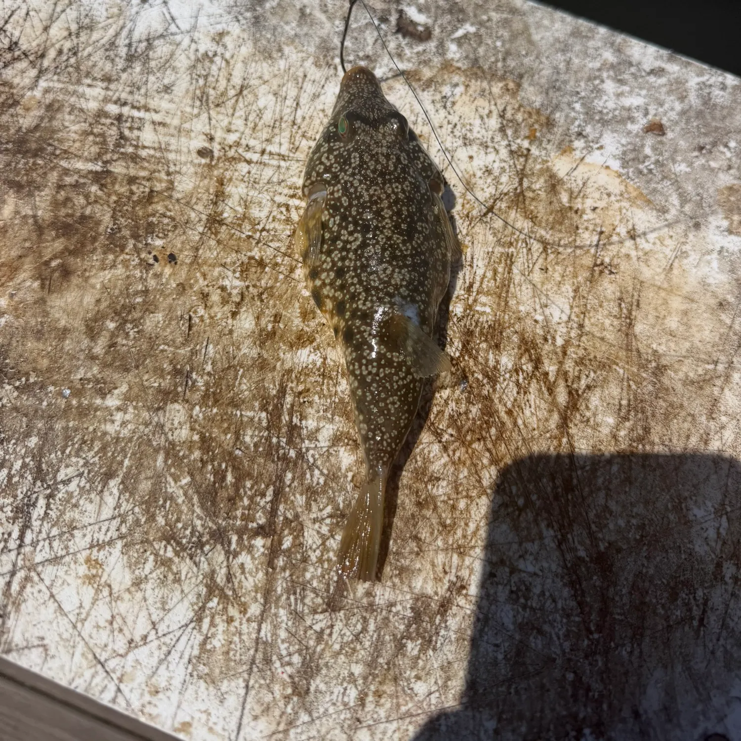 The most recent Southern puffer catches on Fishbrain