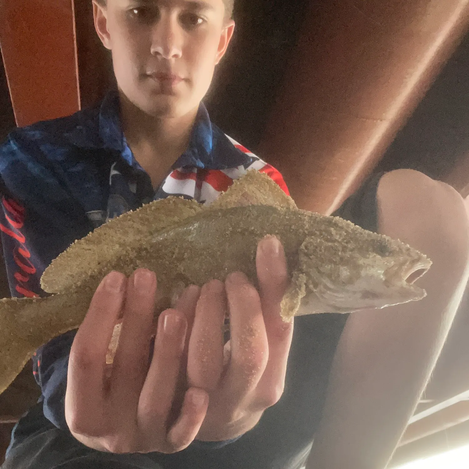 Japanese meagre caught on Fishbrain