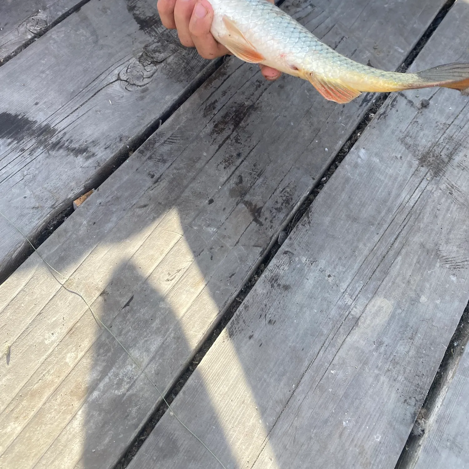 Common carp caught on Fishbrain