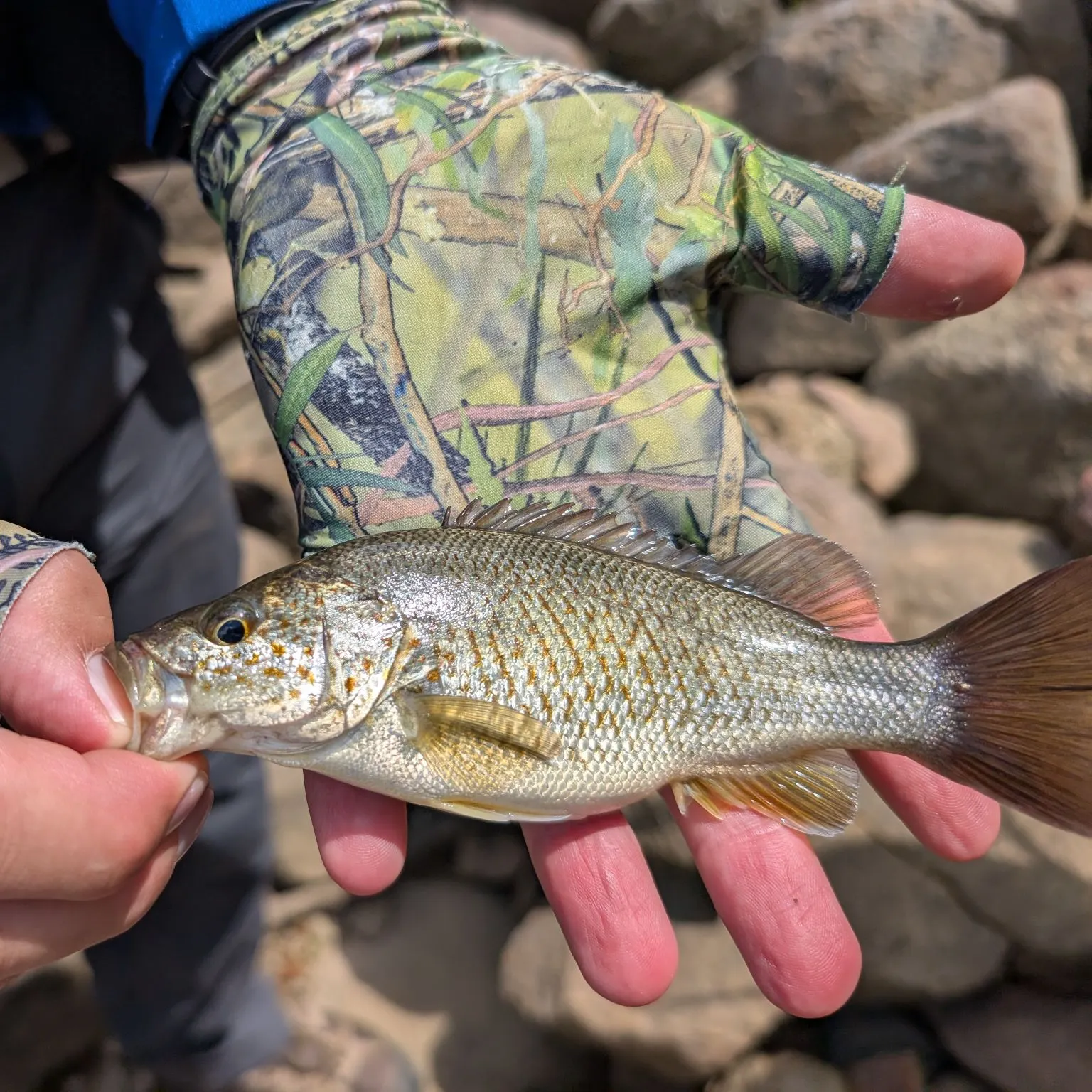 The most recent Spangled perch catches on Fishbrain
