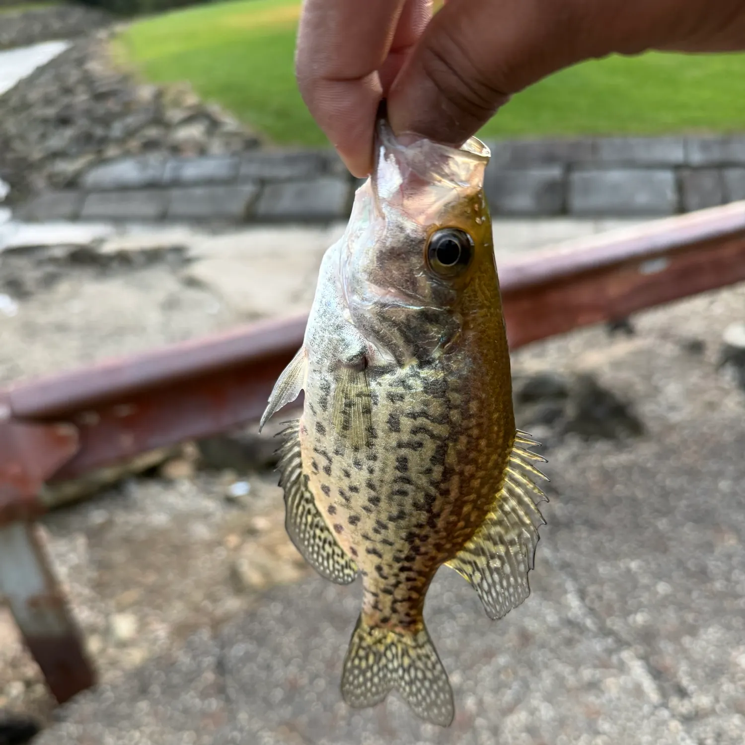 Black crappie caught on Fishbrain