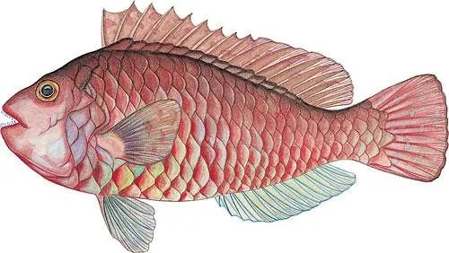 Japanese parrotfish