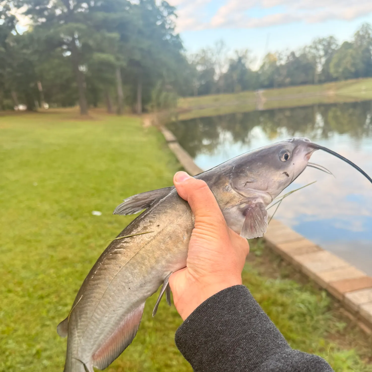 Channel catfish caught on Fishbrain