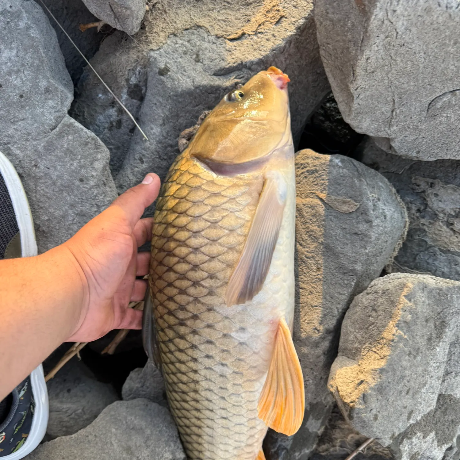Common carp caught on Fishbrain