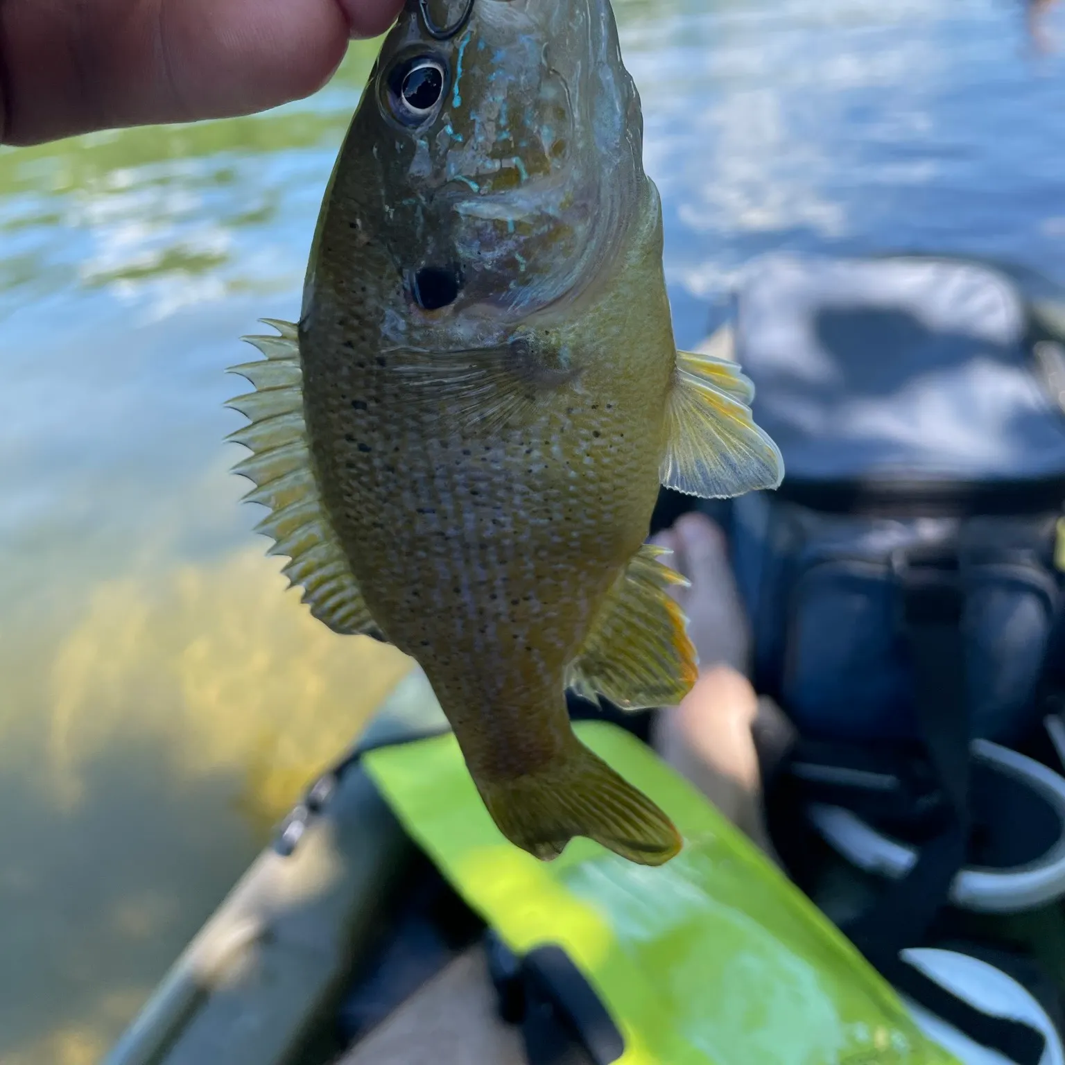 angler catch