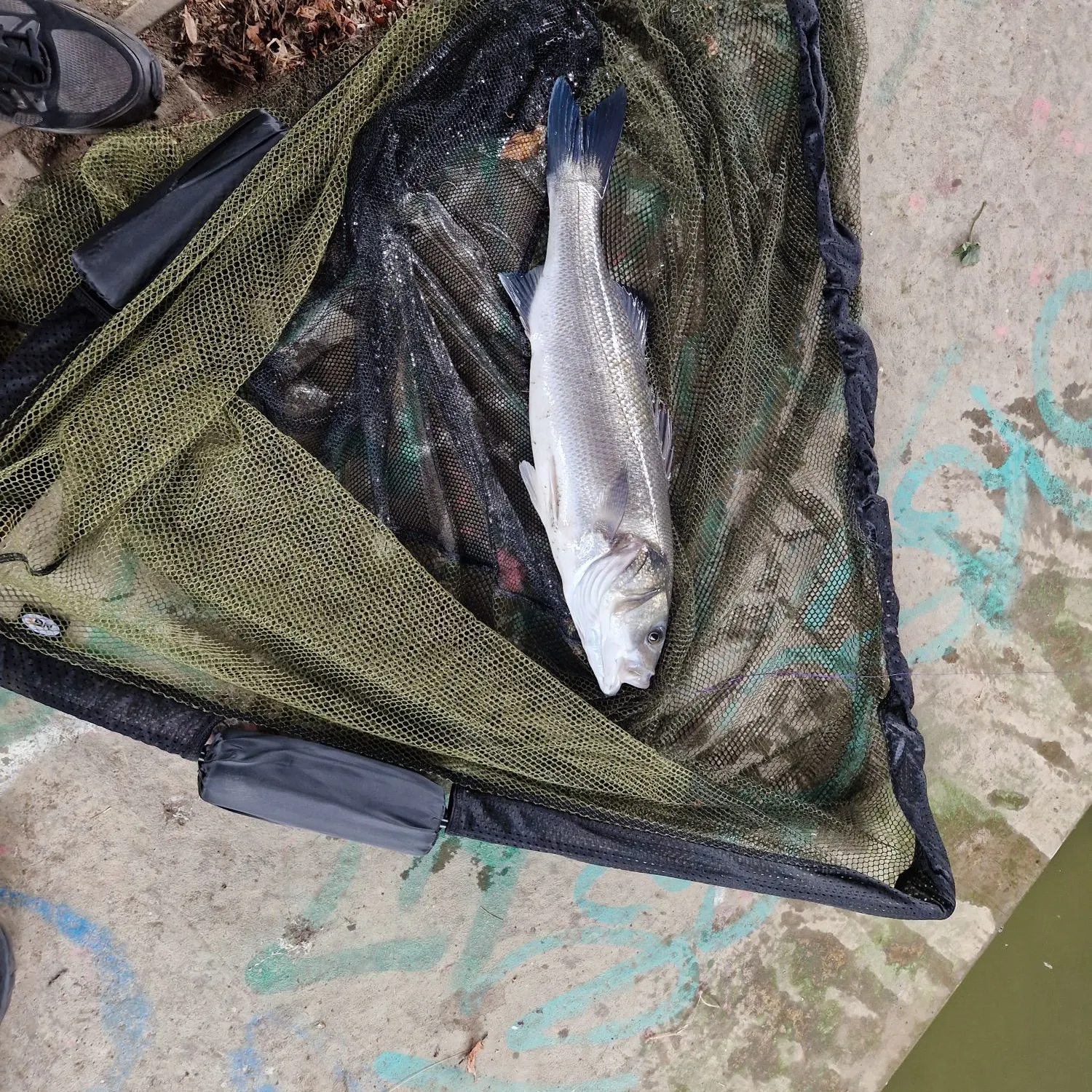 The most recent European seabass catches on Fishbrain