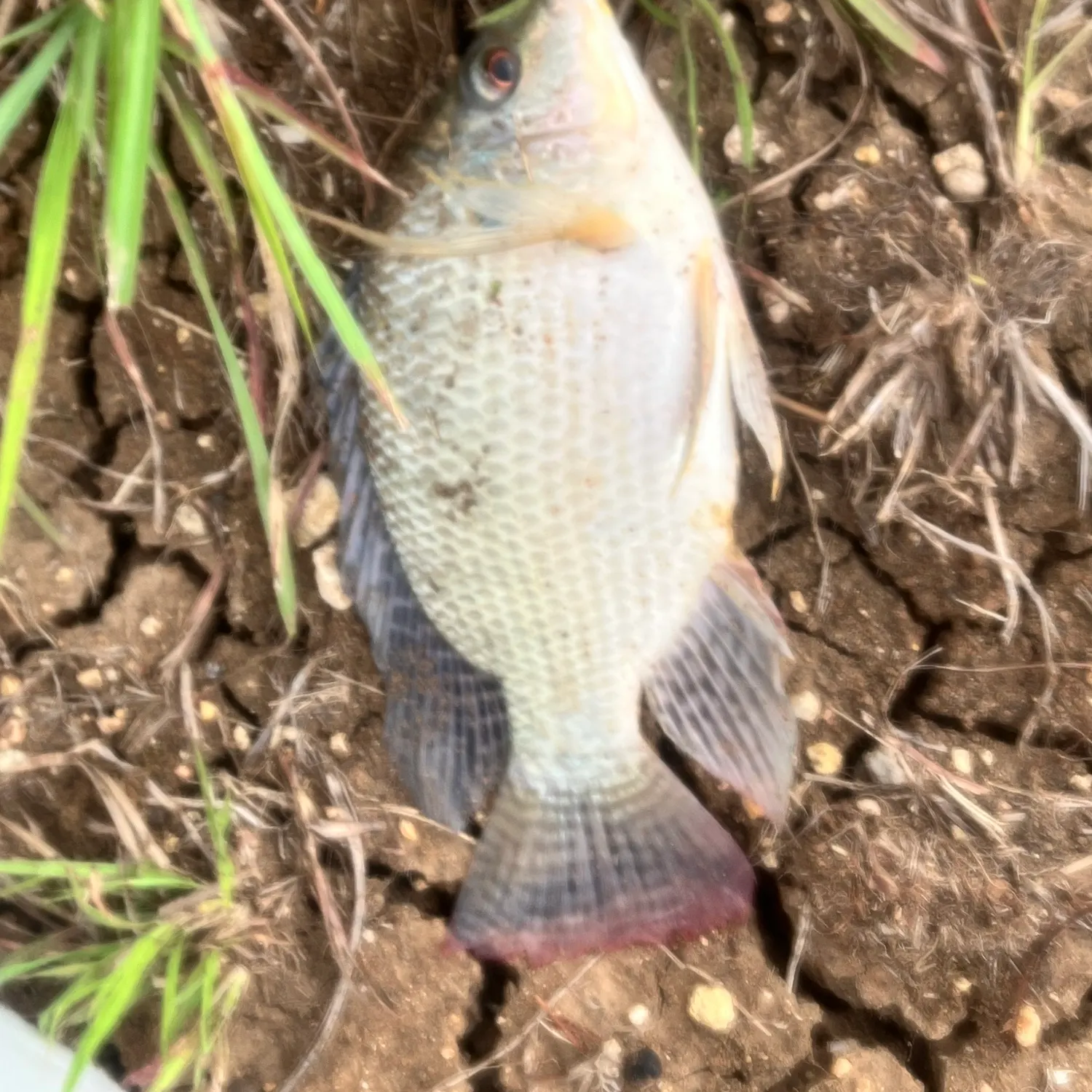 Redbreast tilapia caught on Fishbrain