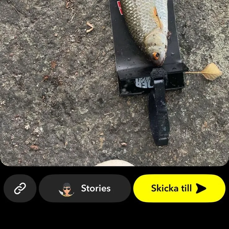 Common roach caught on Fishbrain