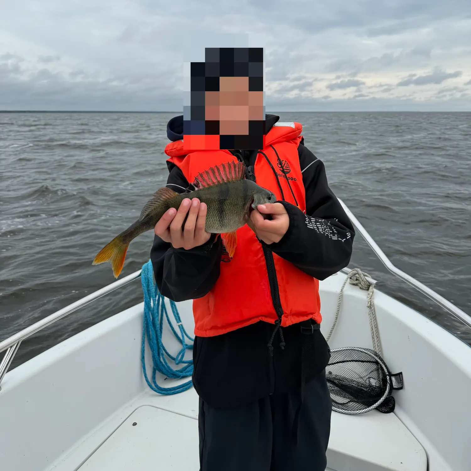 European perch caught on Fishbrain