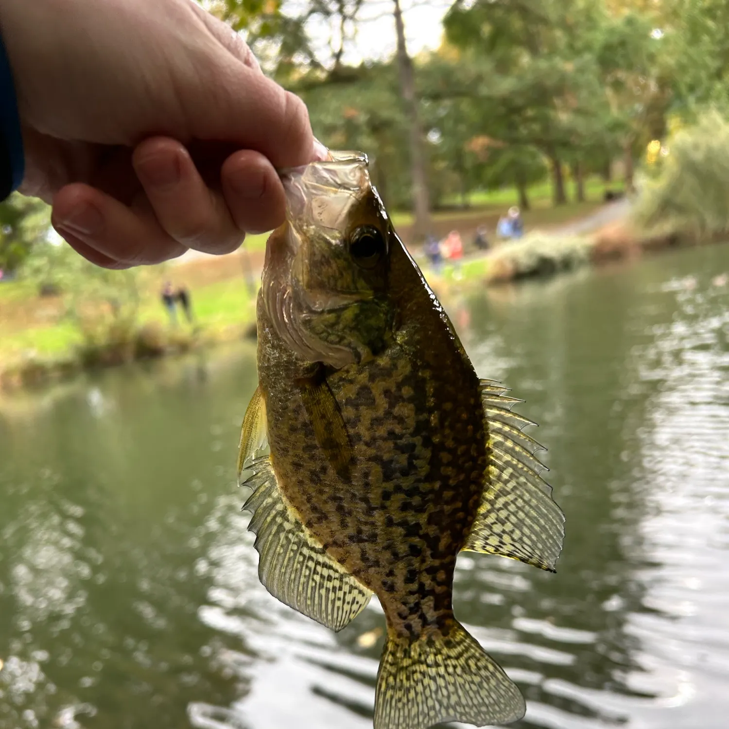 Black crappie caught on Fishbrain