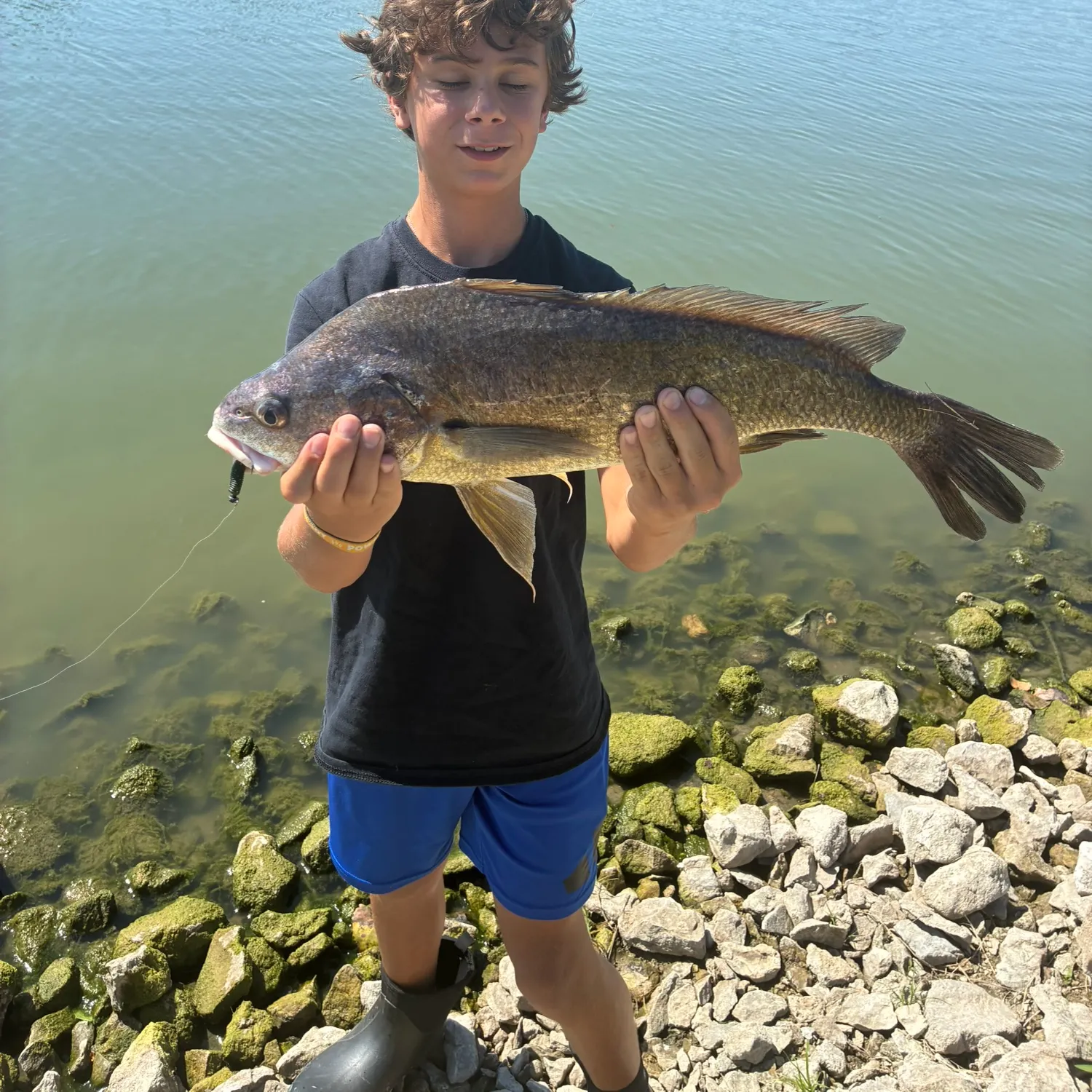 Freshwater drum caught on Fishbrain