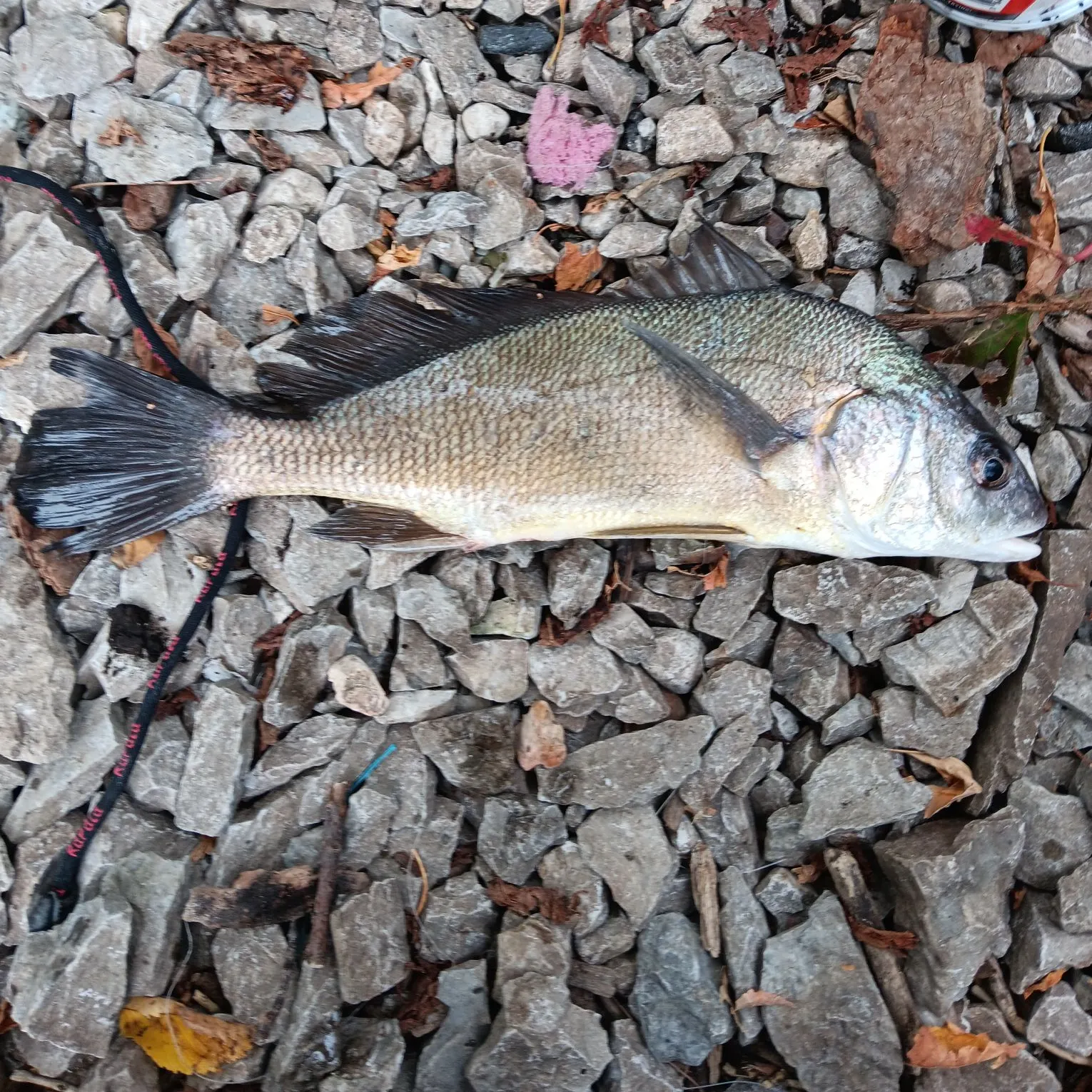 Freshwater drum caught on Fishbrain