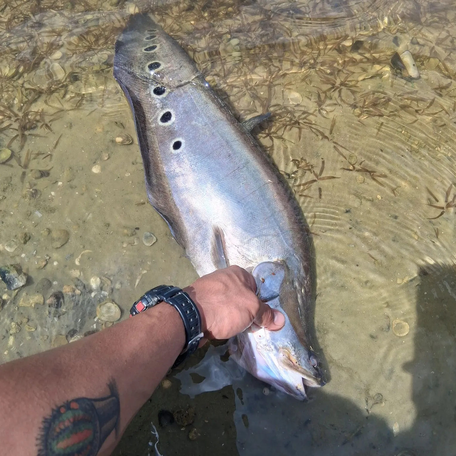 most liked catch image