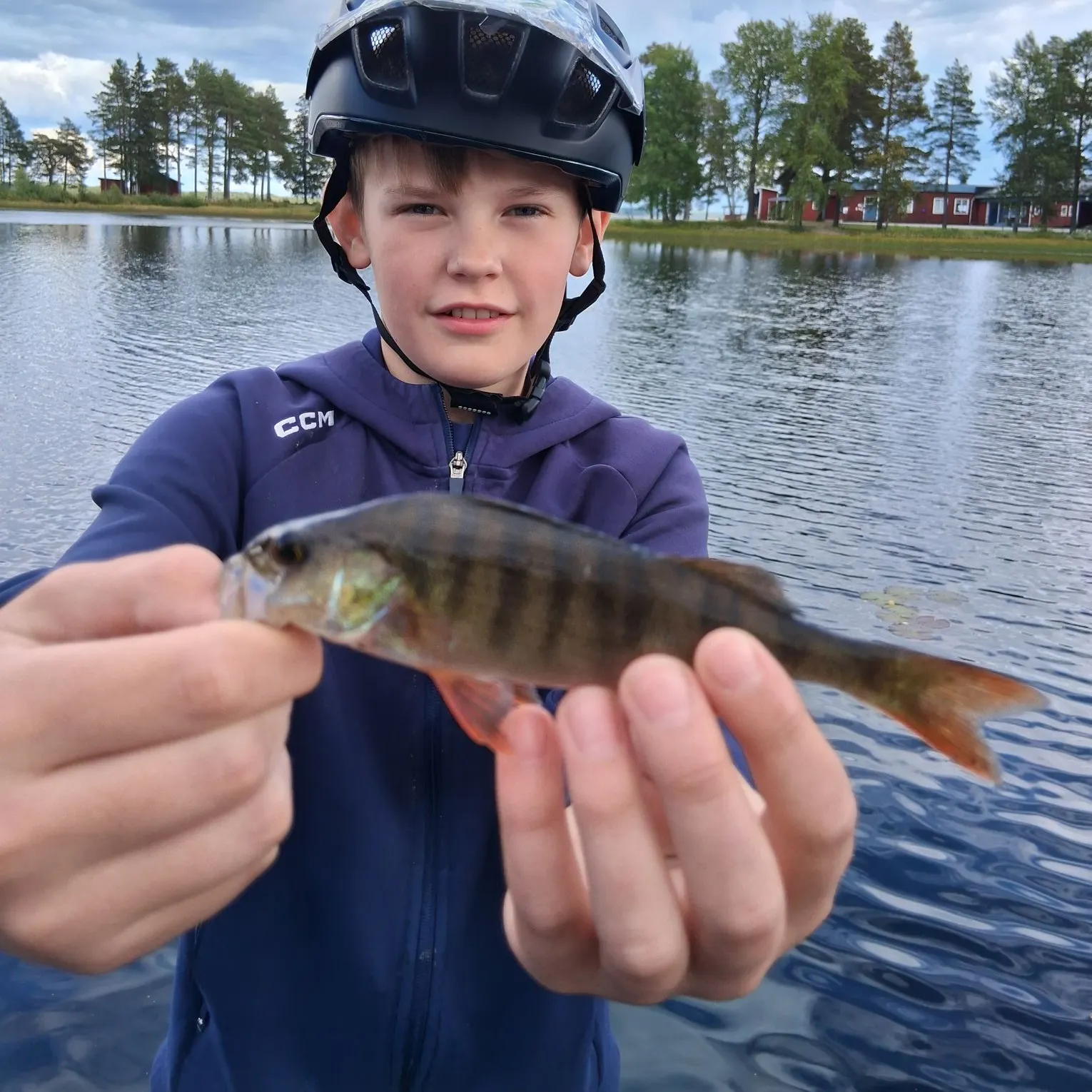 European perch caught on Fishbrain