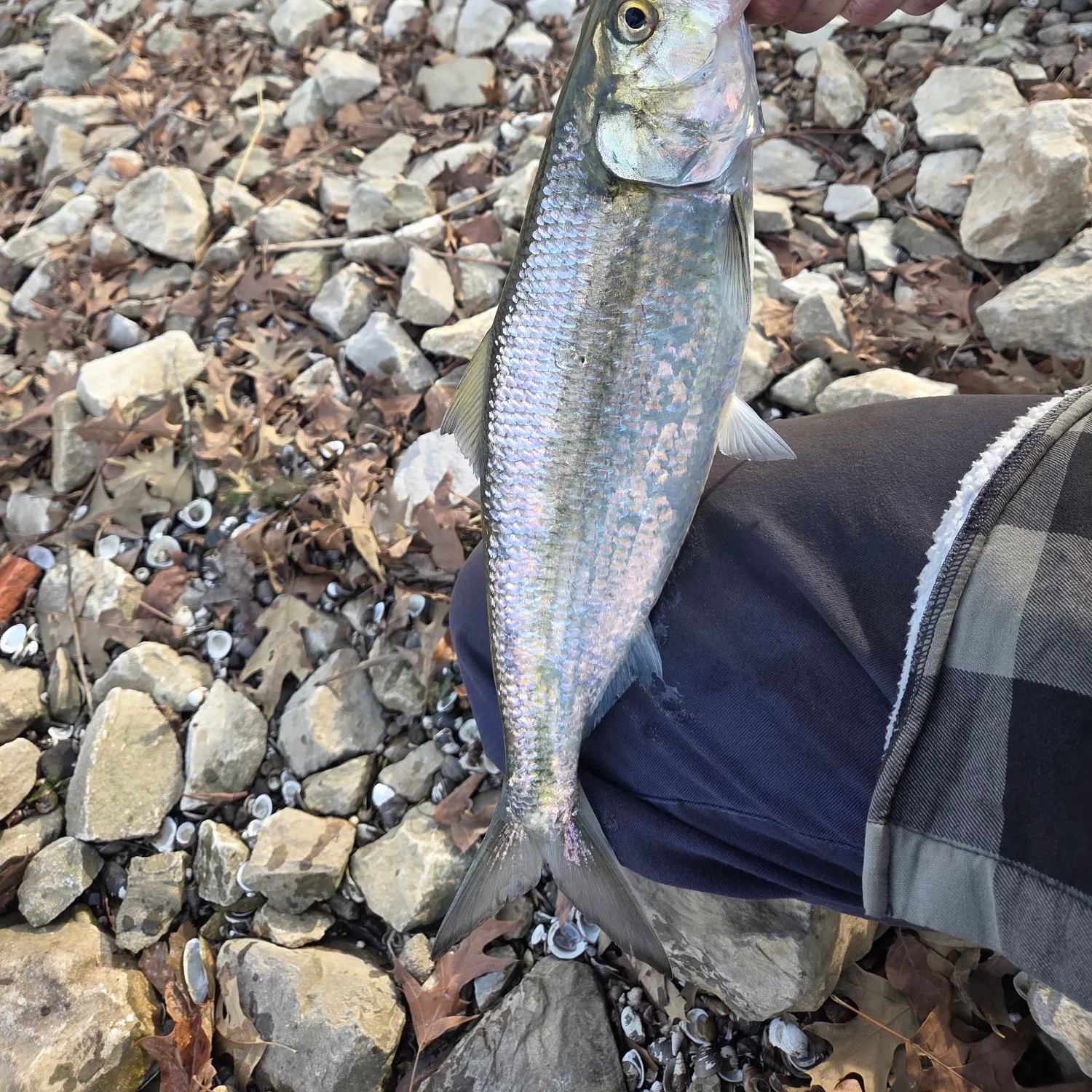 The most recent Skipjack herring catches on Fishbrain