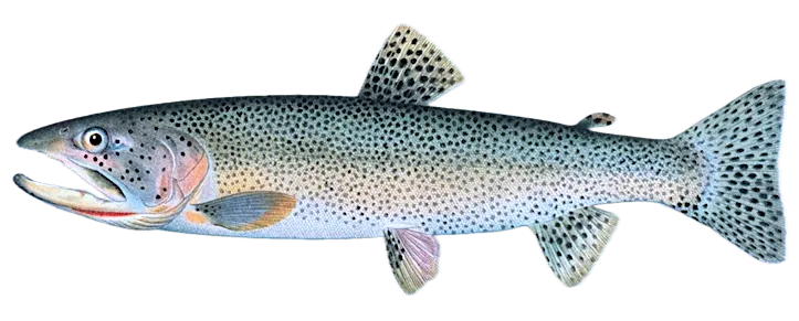 Cutthroat trout