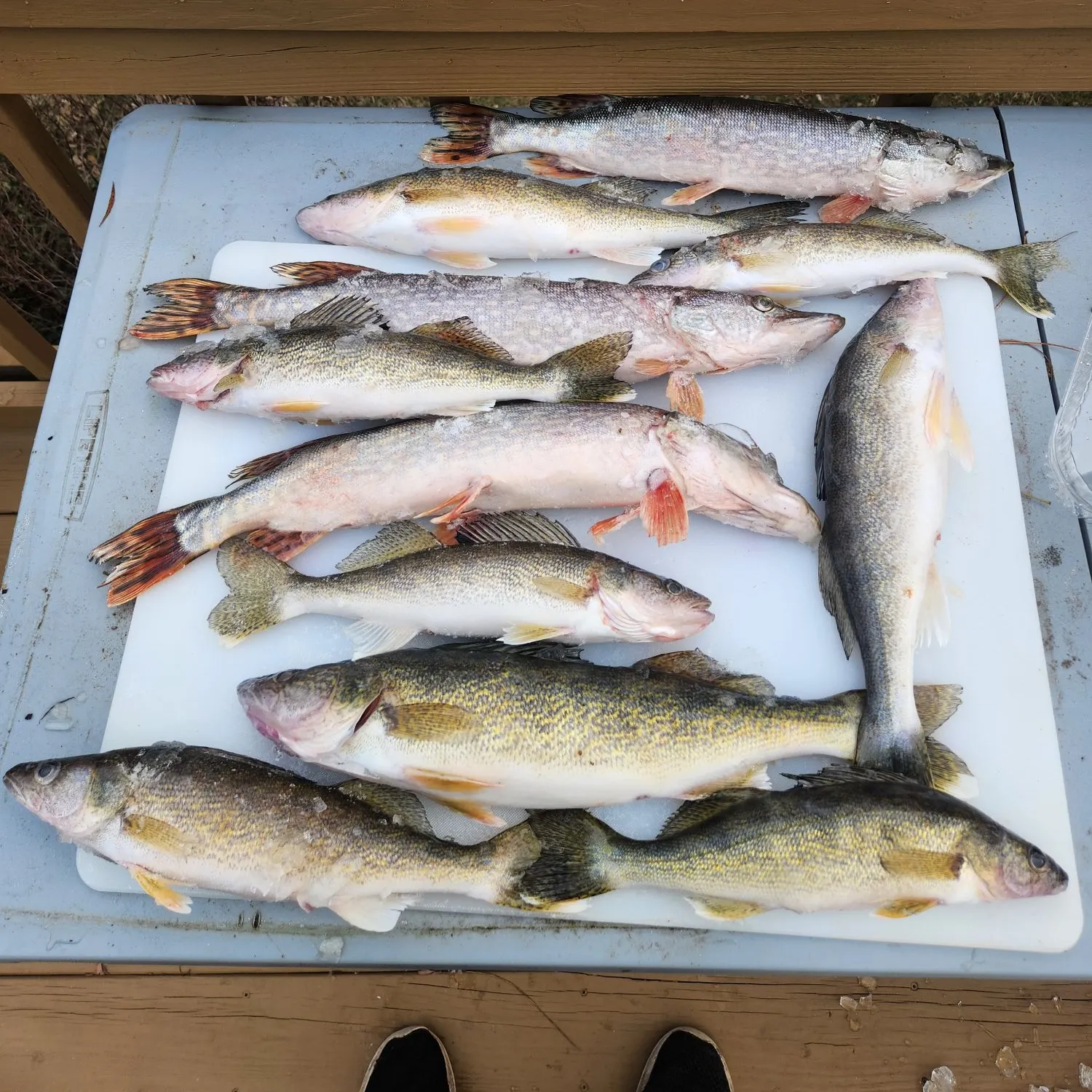 recently logged catches