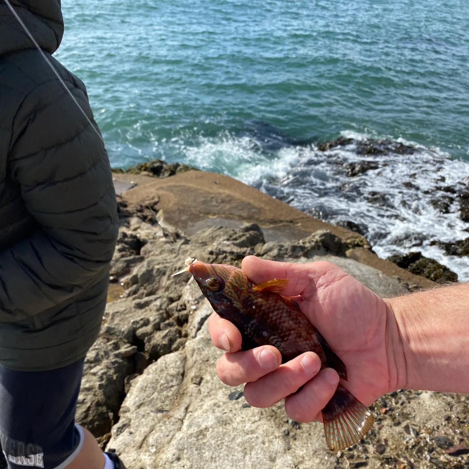 Ballan wrasse caught on Fishbrain