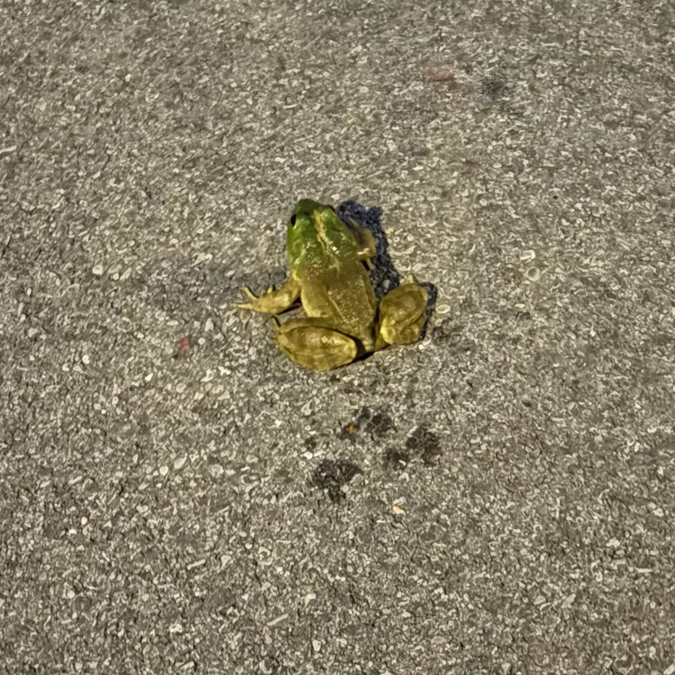Green frog caught on Fishbrain