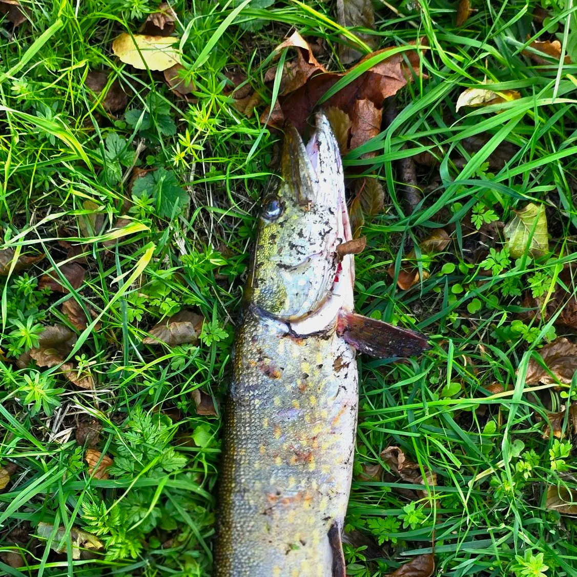 Northern pike caught on Fishbrain