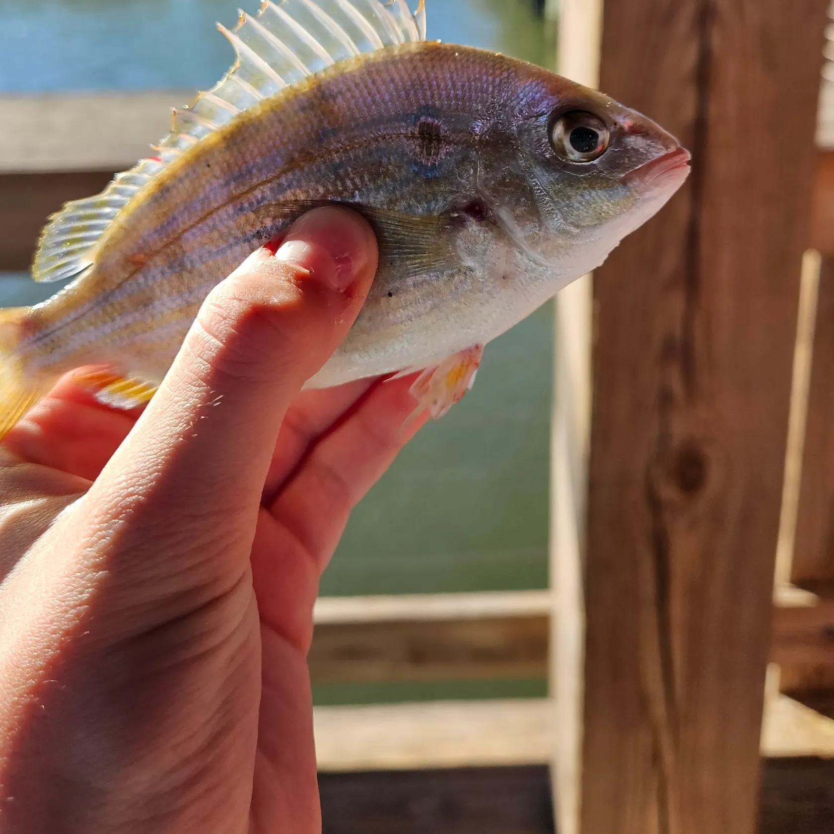 Pinfish caught on Fishbrain