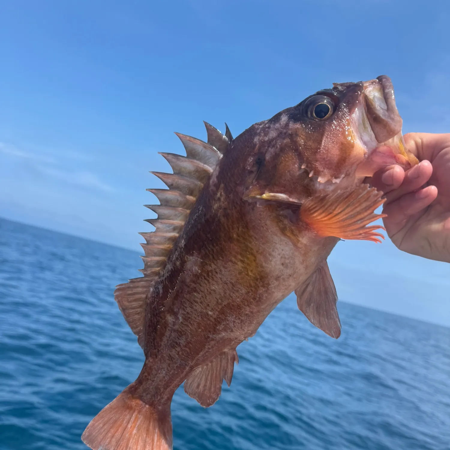 The most recent Copper rockfish catches on Fishbrain