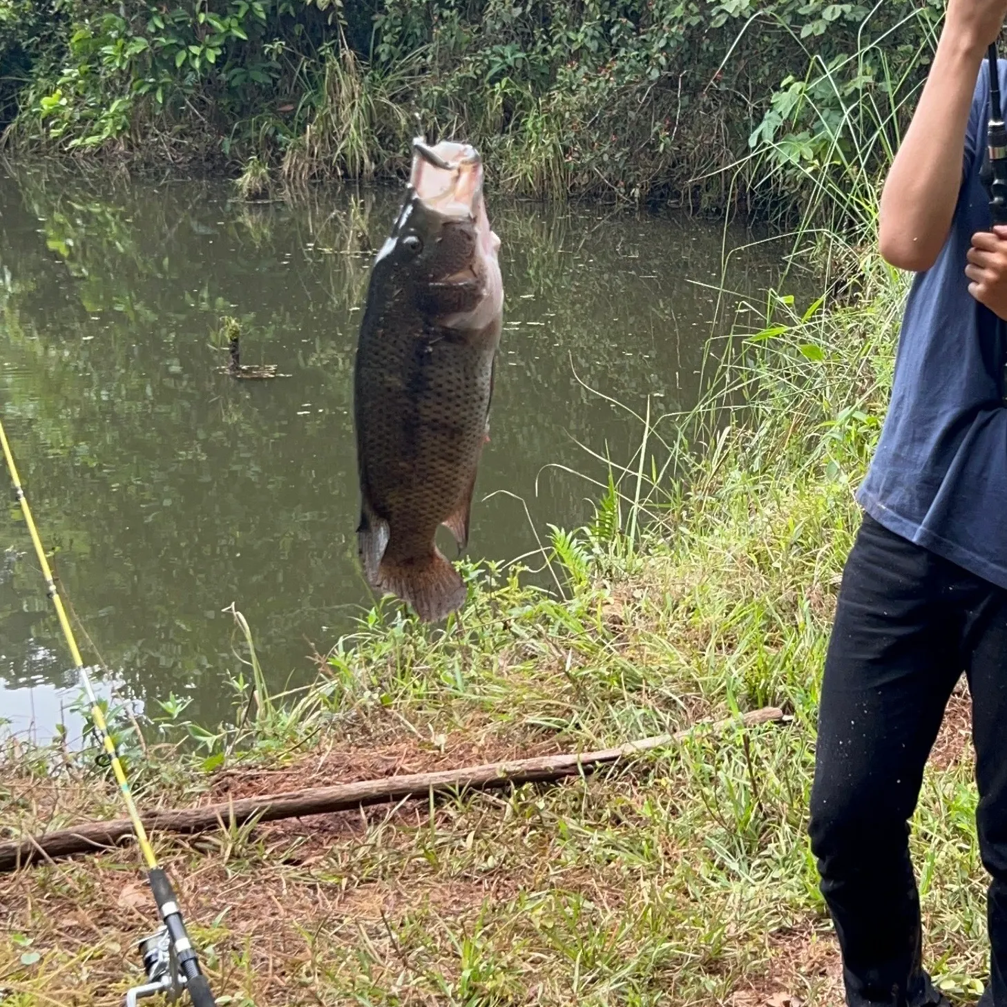 The most recent Wolf cichlid catches on Fishbrain