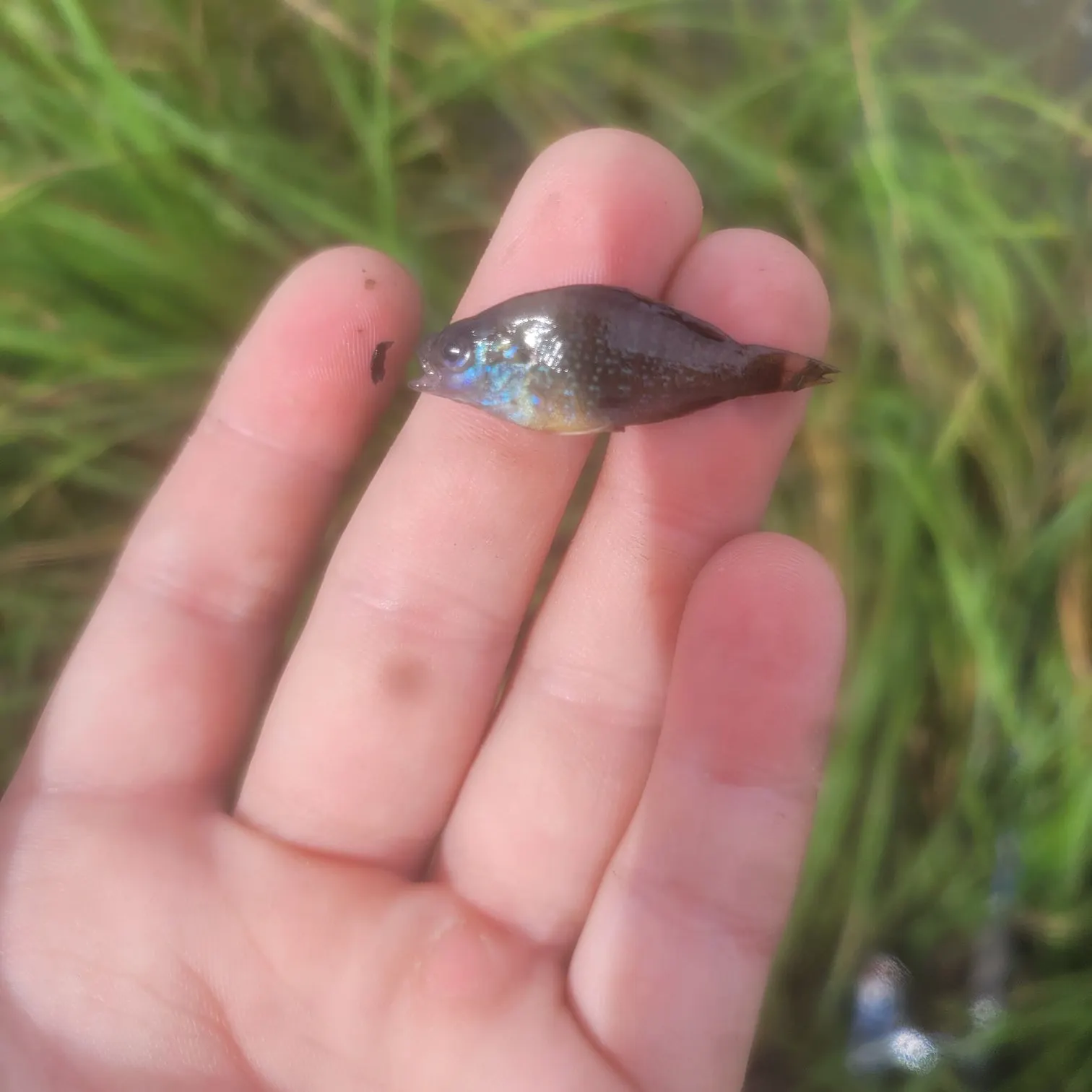 Fish caught on Fishbrain
