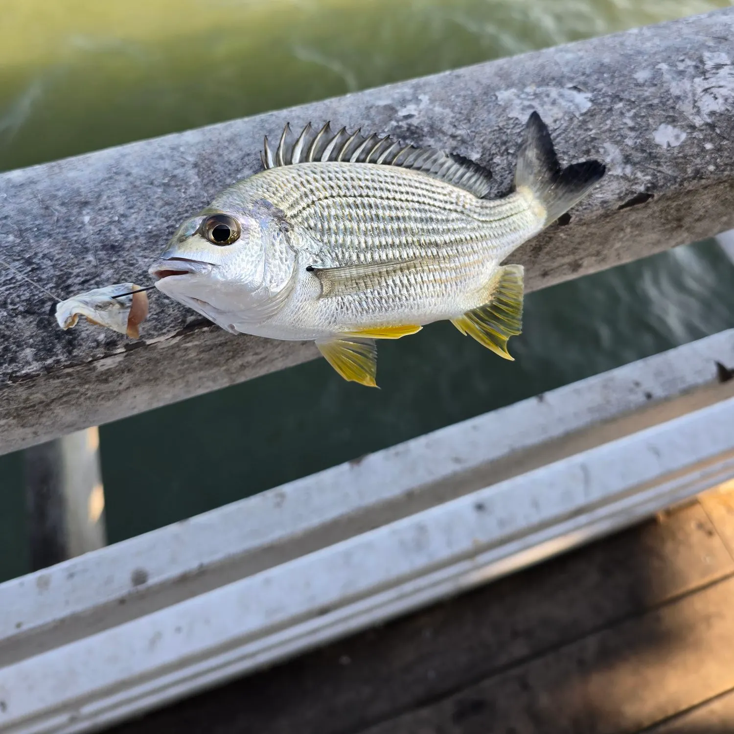 The most recent Surf bream catches on Fishbrain